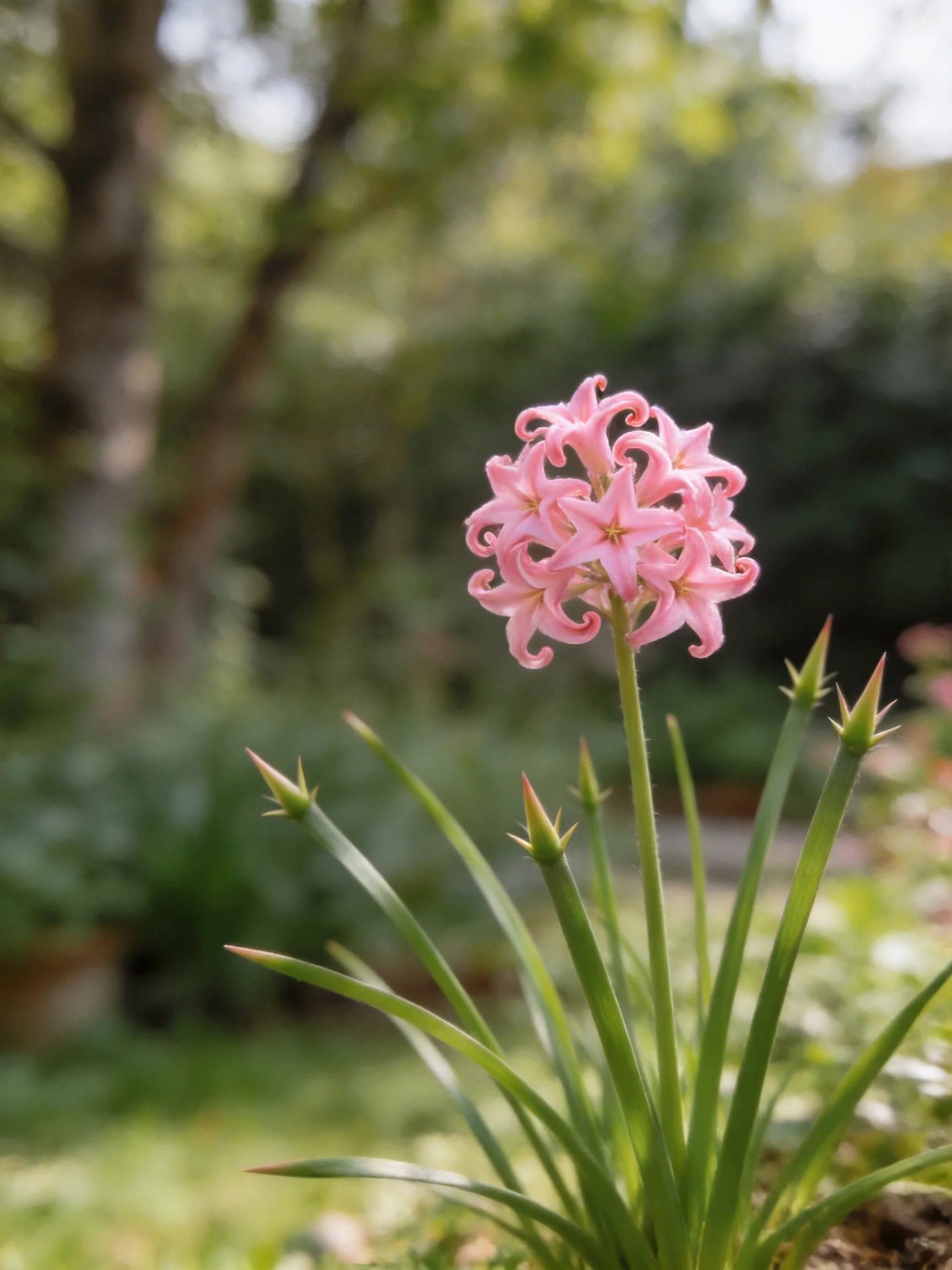 Pink, curled-petal flowers bloom near green stems in a garden
