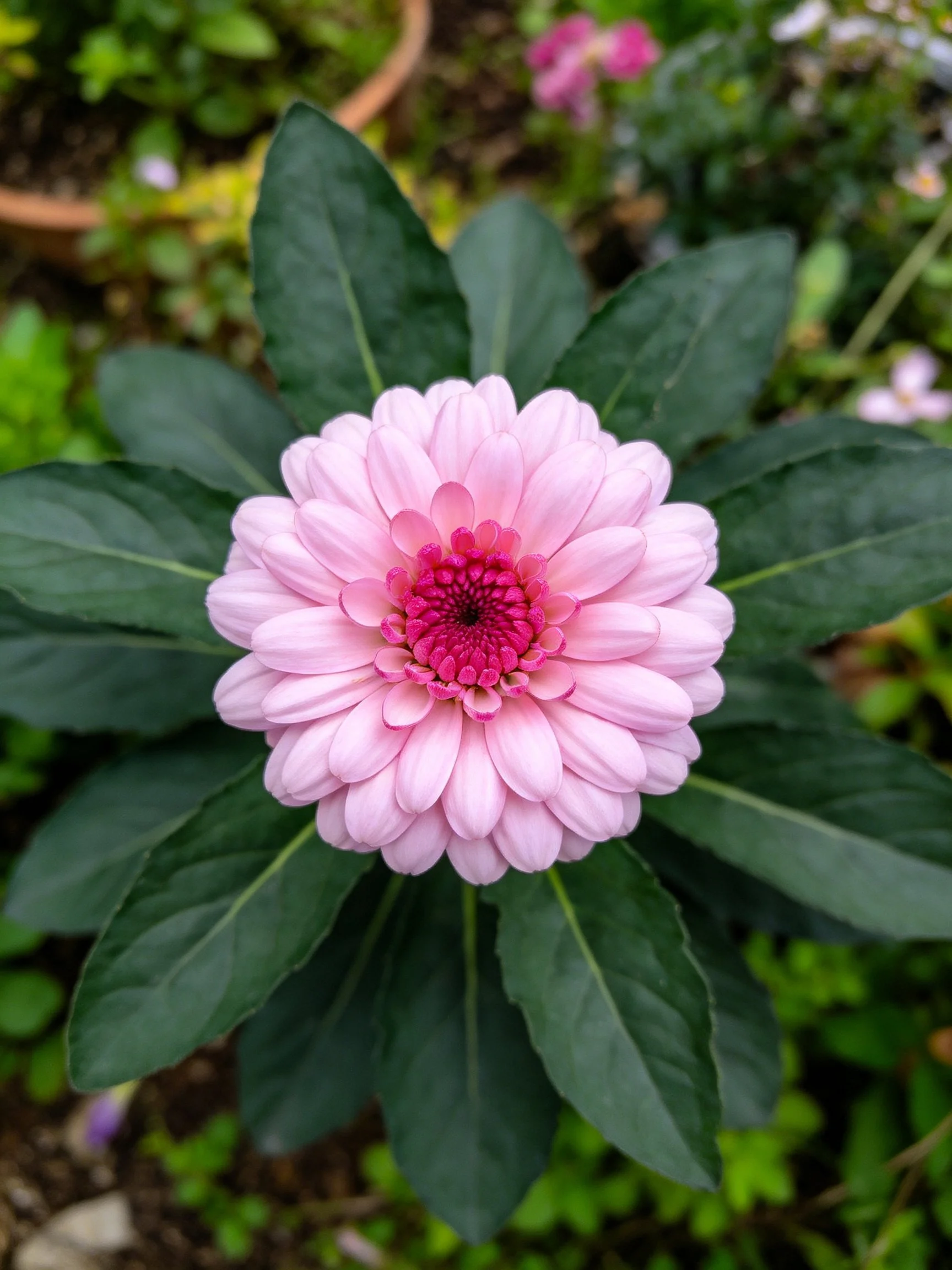 Pink dahlia with dark green leaves in a lush garden
