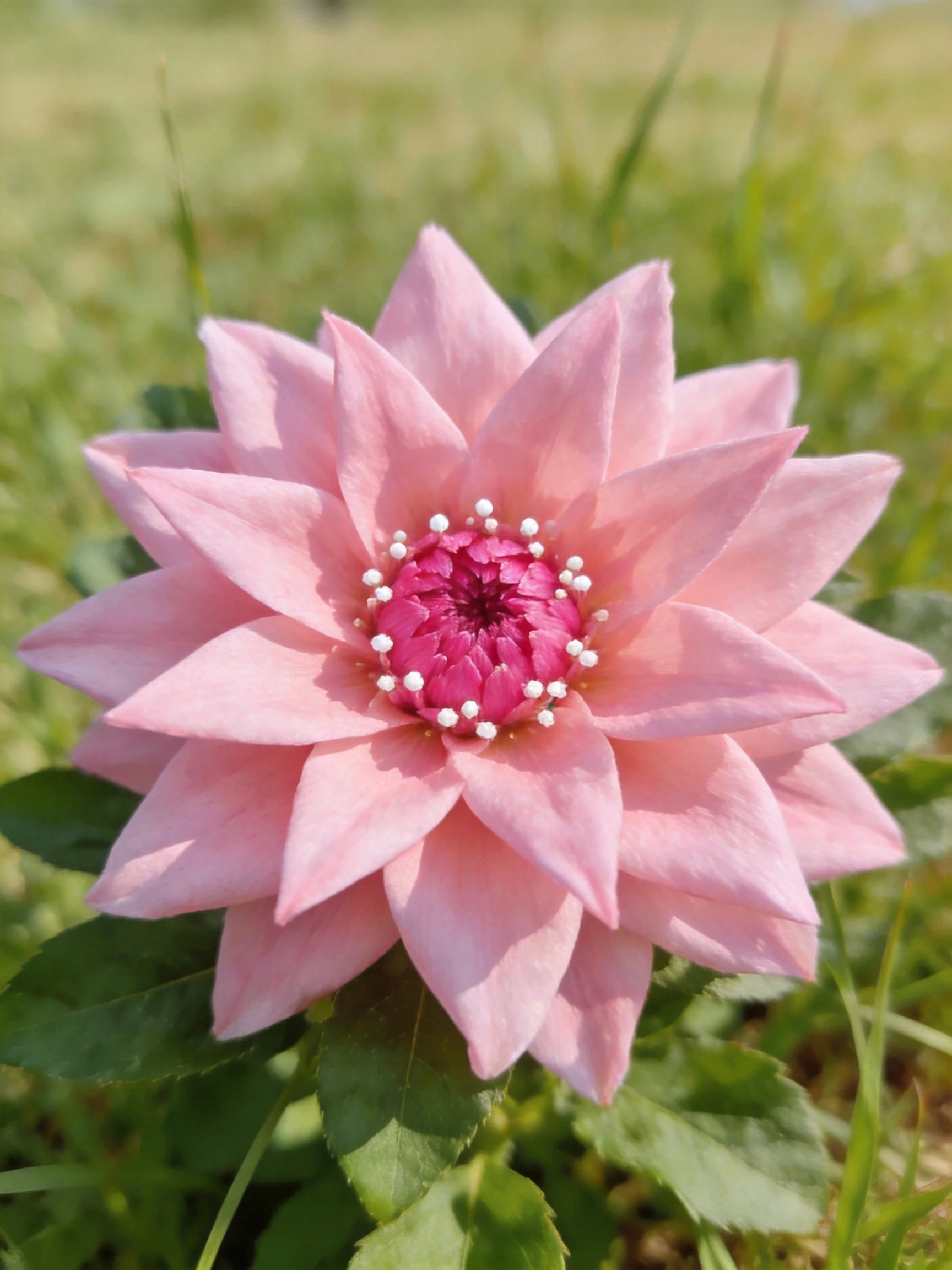 Pink dahlia with layered petals, magenta center, and white accents