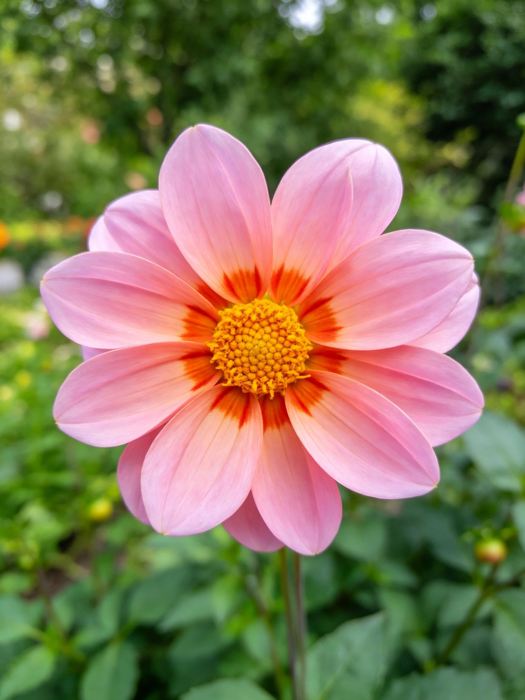 Pink dahlia with orange-red center and yellow stamens