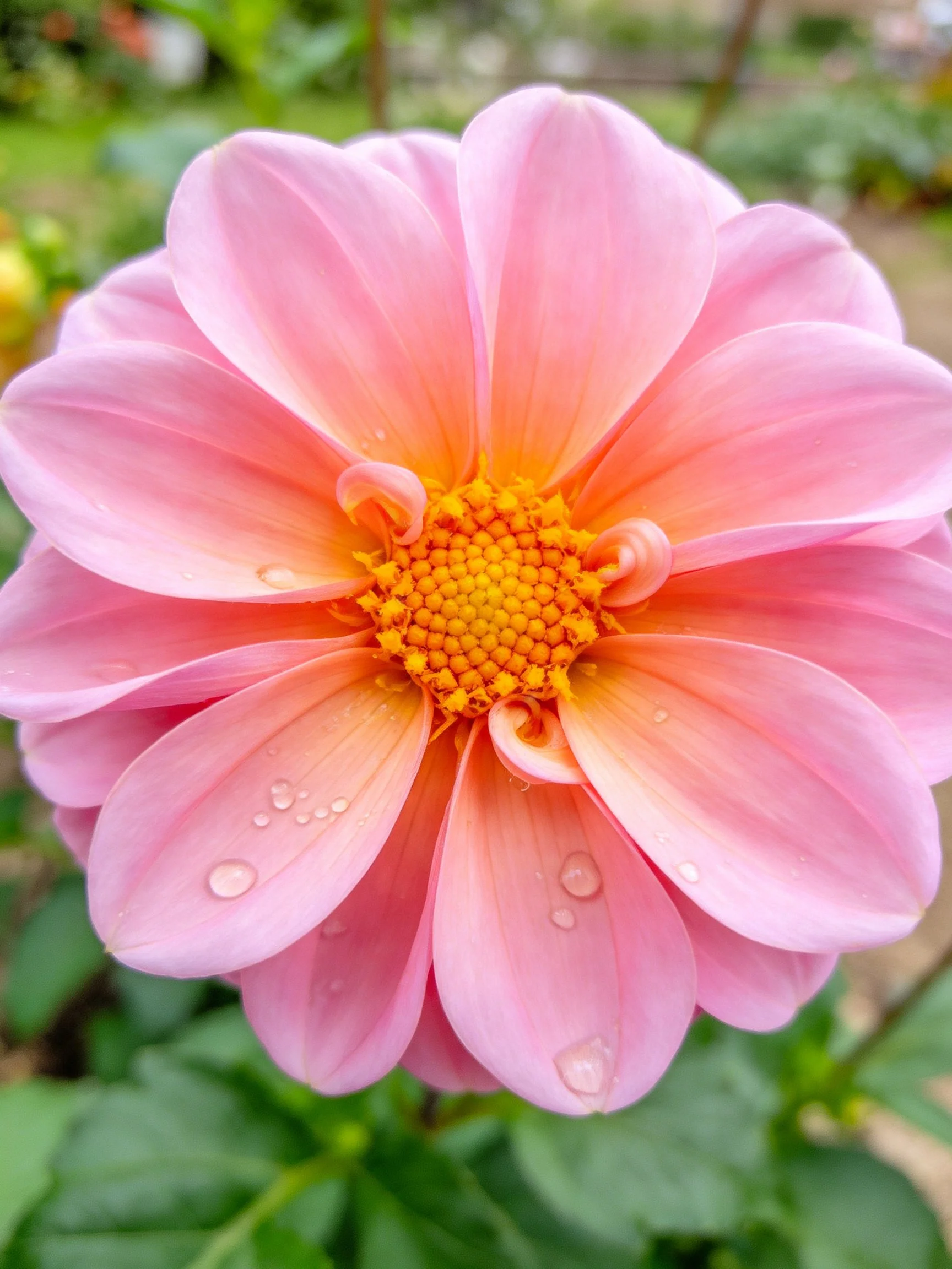 Pink dahlia with orange-yellow center and water droplets