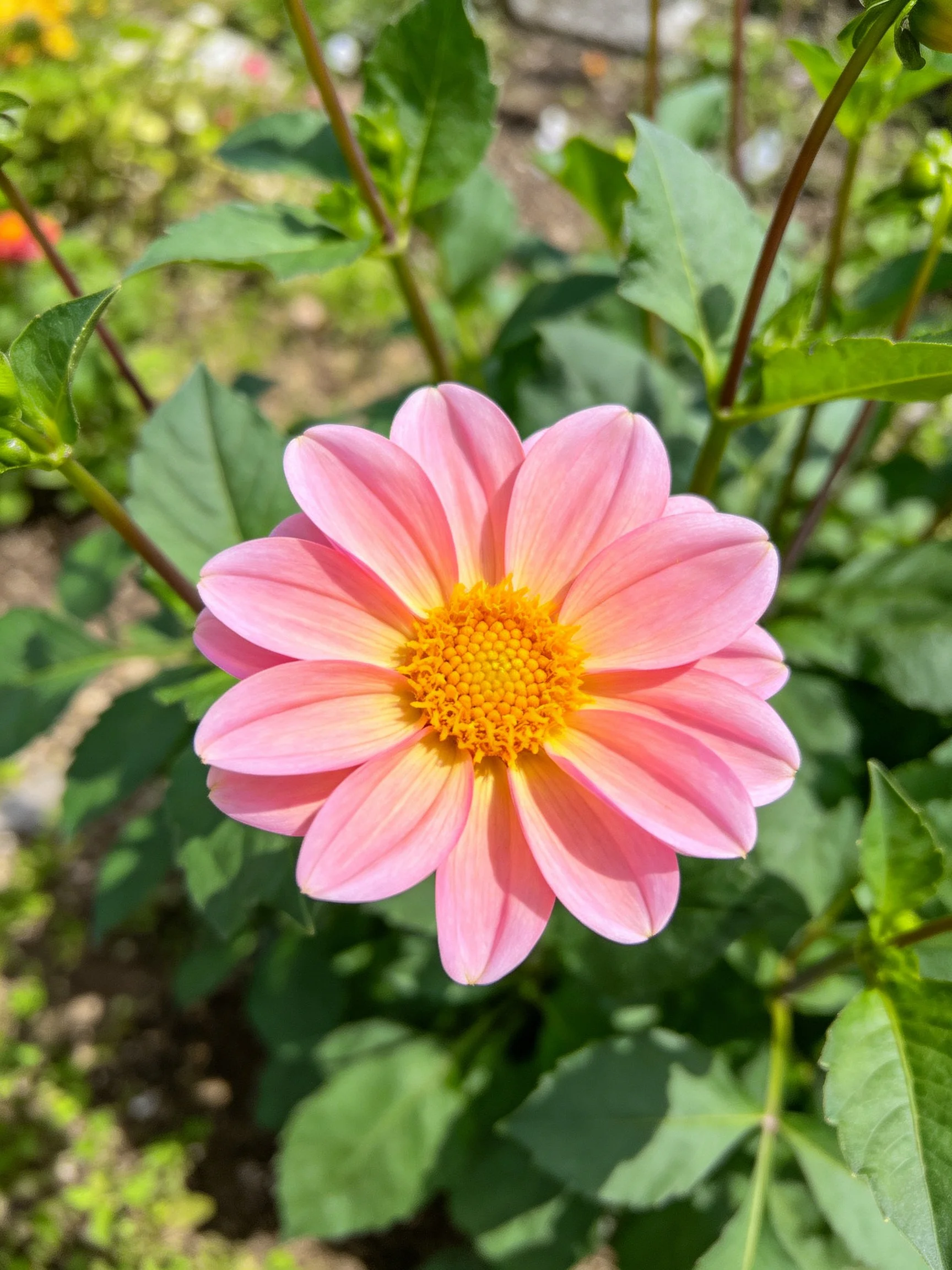 Pink dahlia with yellow center amid lush green foliage