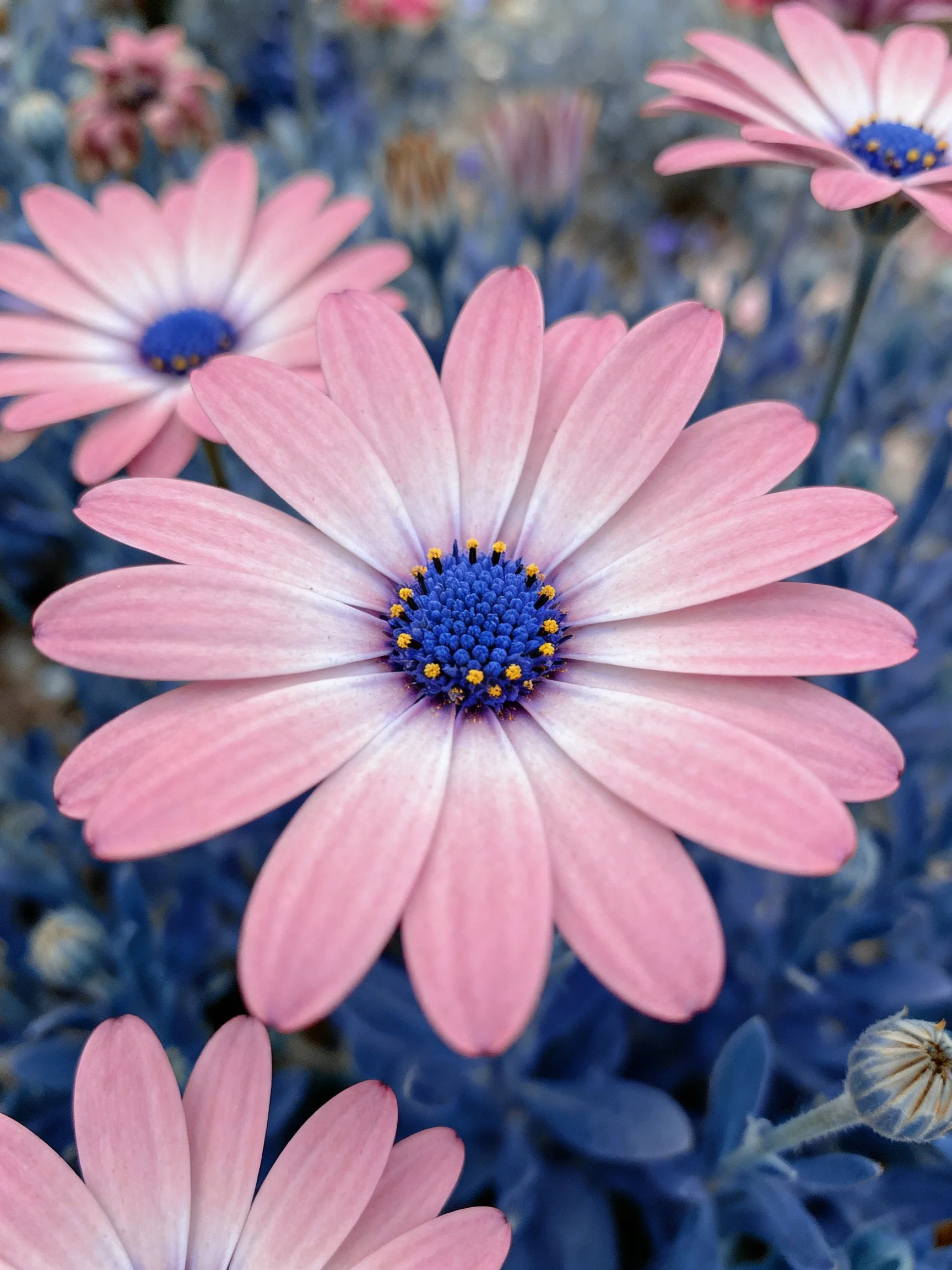 Pink daisies with blue centers among blue-hued foliage