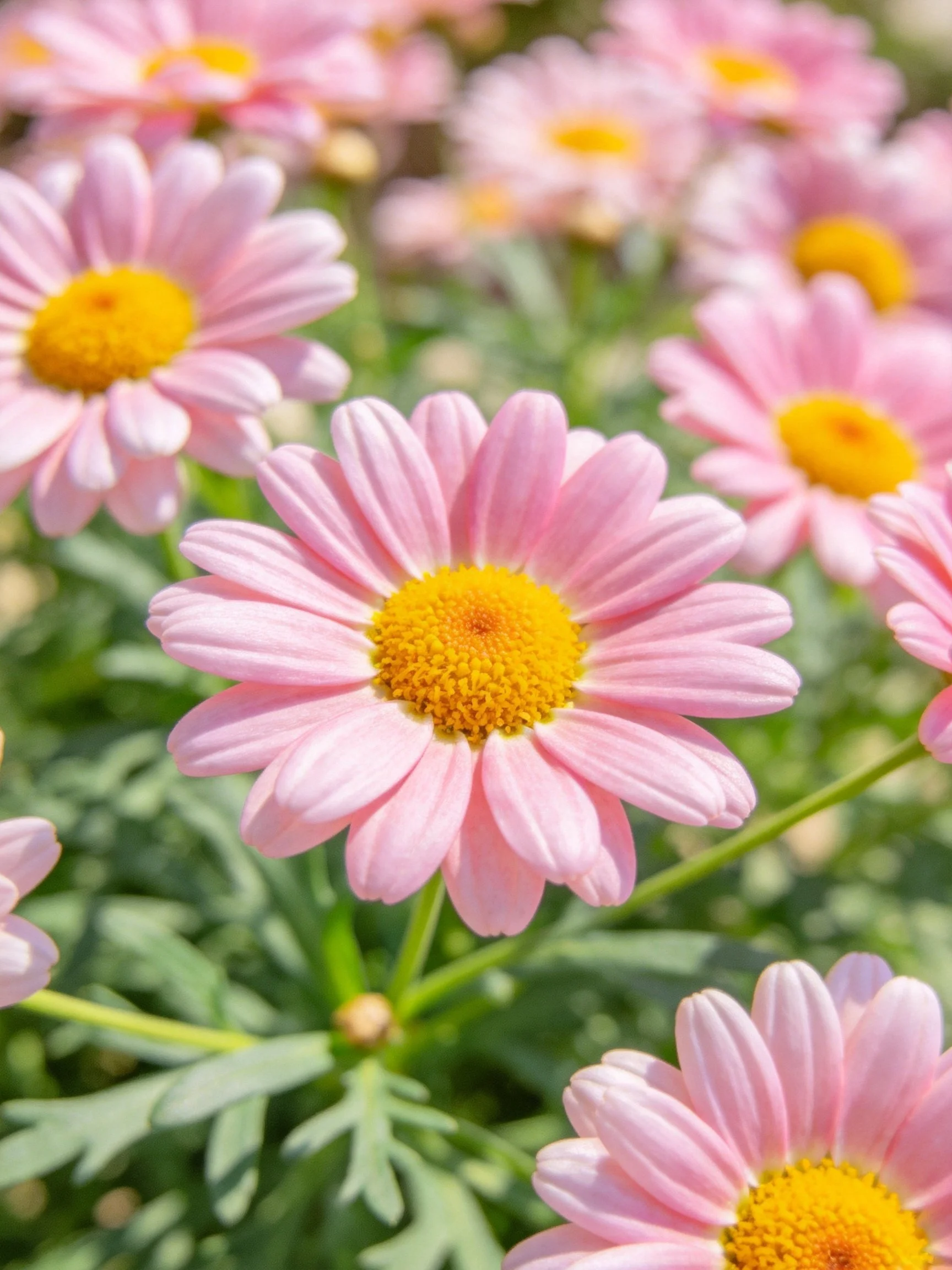 Pink daisies with bright yellow centers in a lush garden