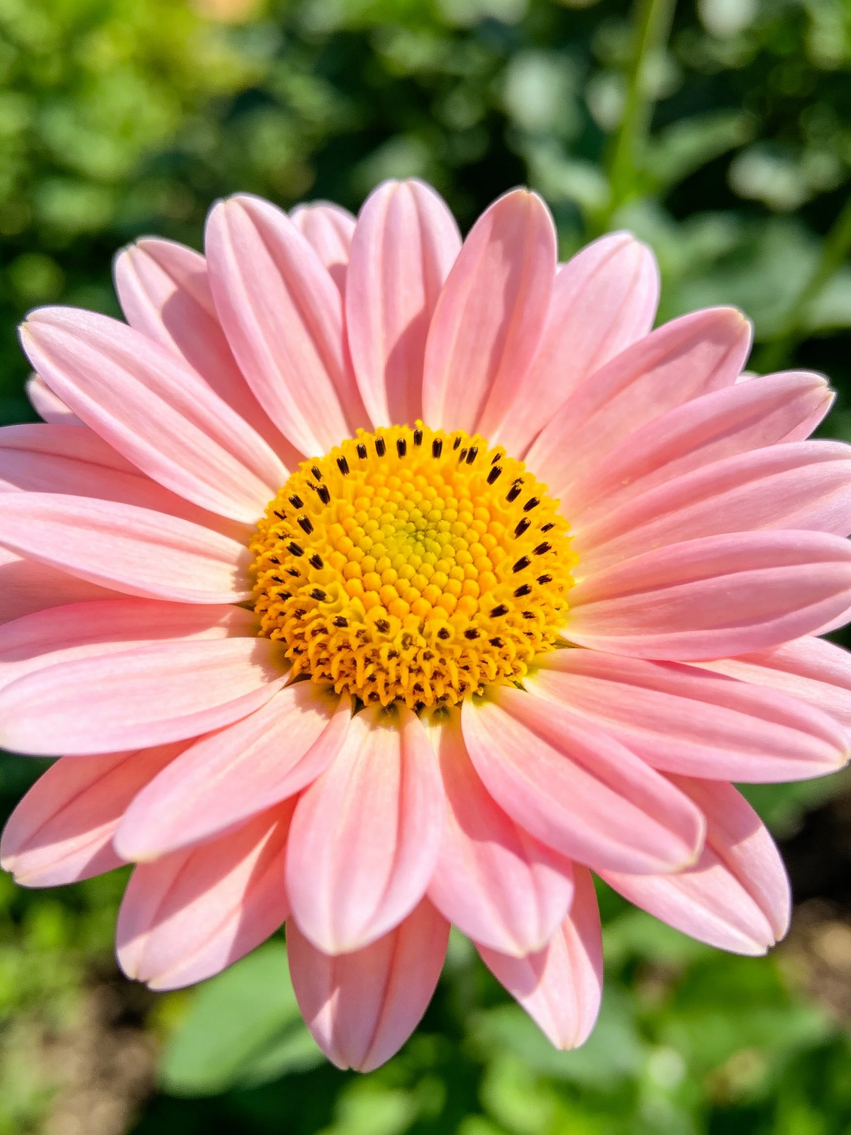 Pink daisy with layered petals and vibrant yellow center
