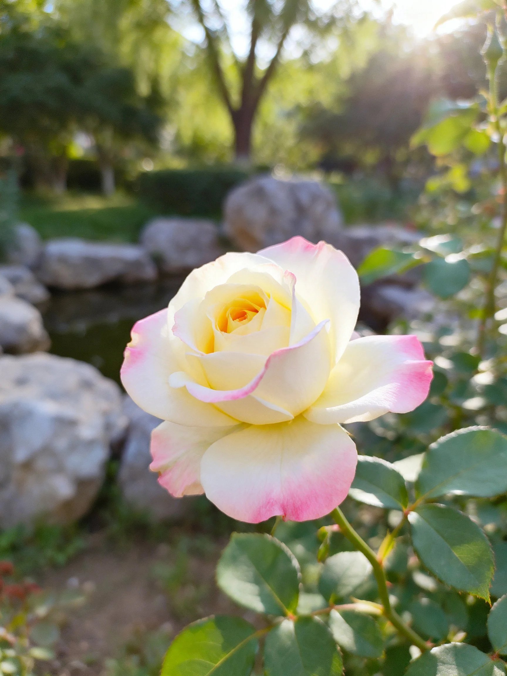 Pink-edged white rose blooms near rocks and trees