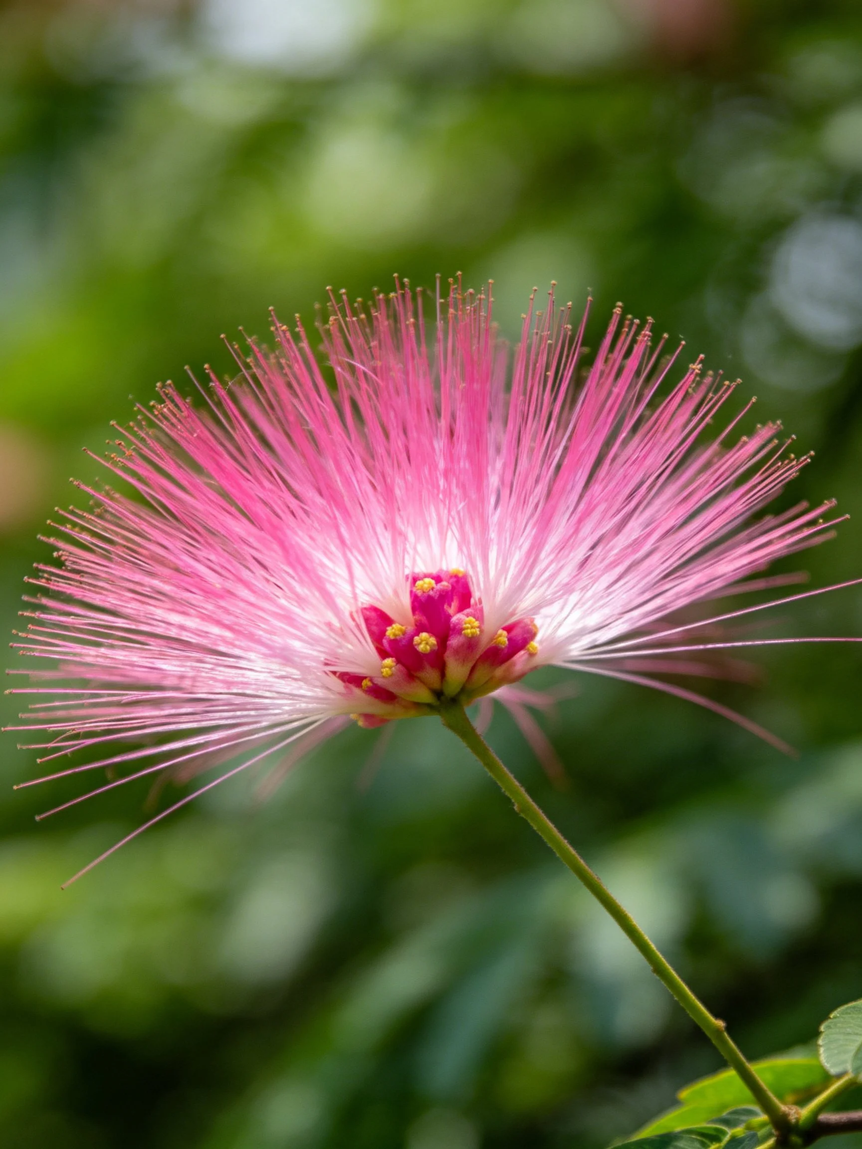 Pink feathery flower with central pink-yellow cluster