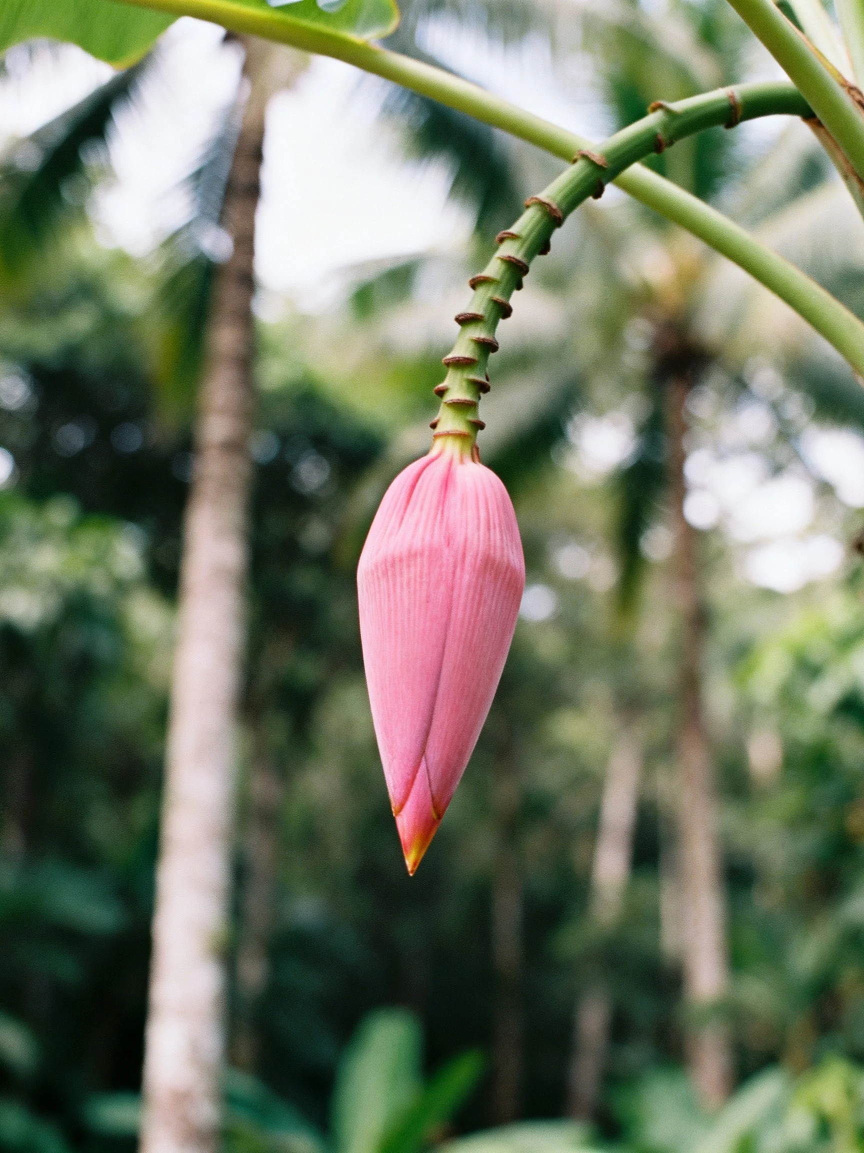 Pink flower bud suspended from curved green stem with lush tropical backdrop