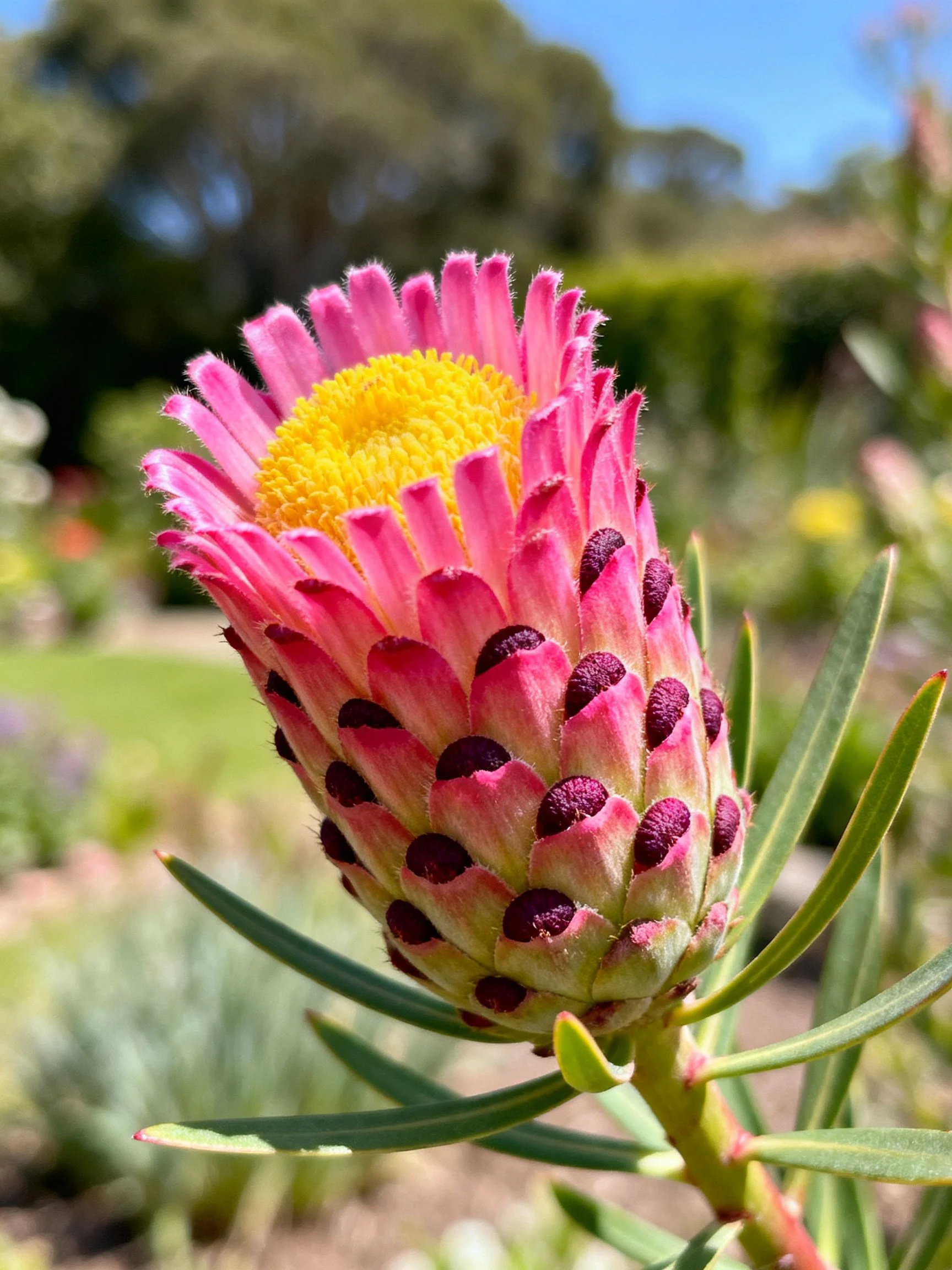 Pink flower bud with yellow center and dark spots, set amid green foliage