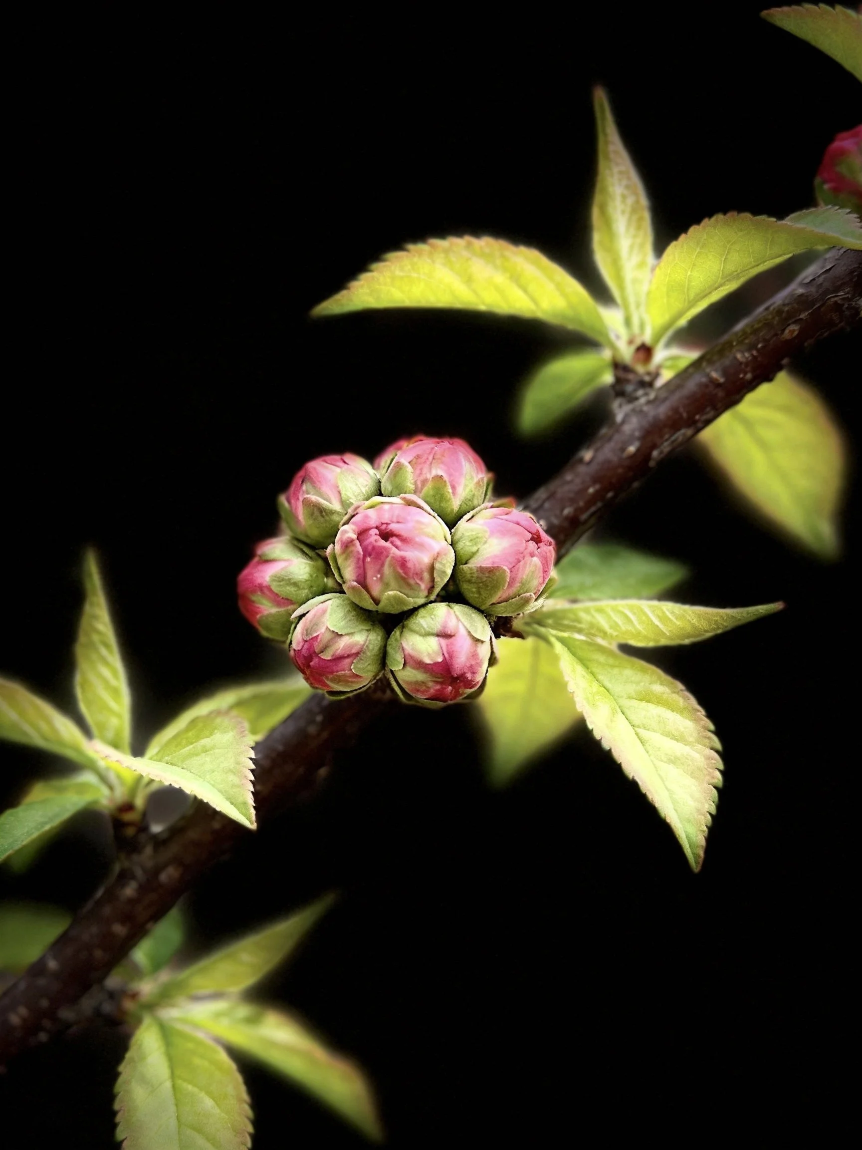 Pink flower buds clustered on a dark branch with fresh green leaves