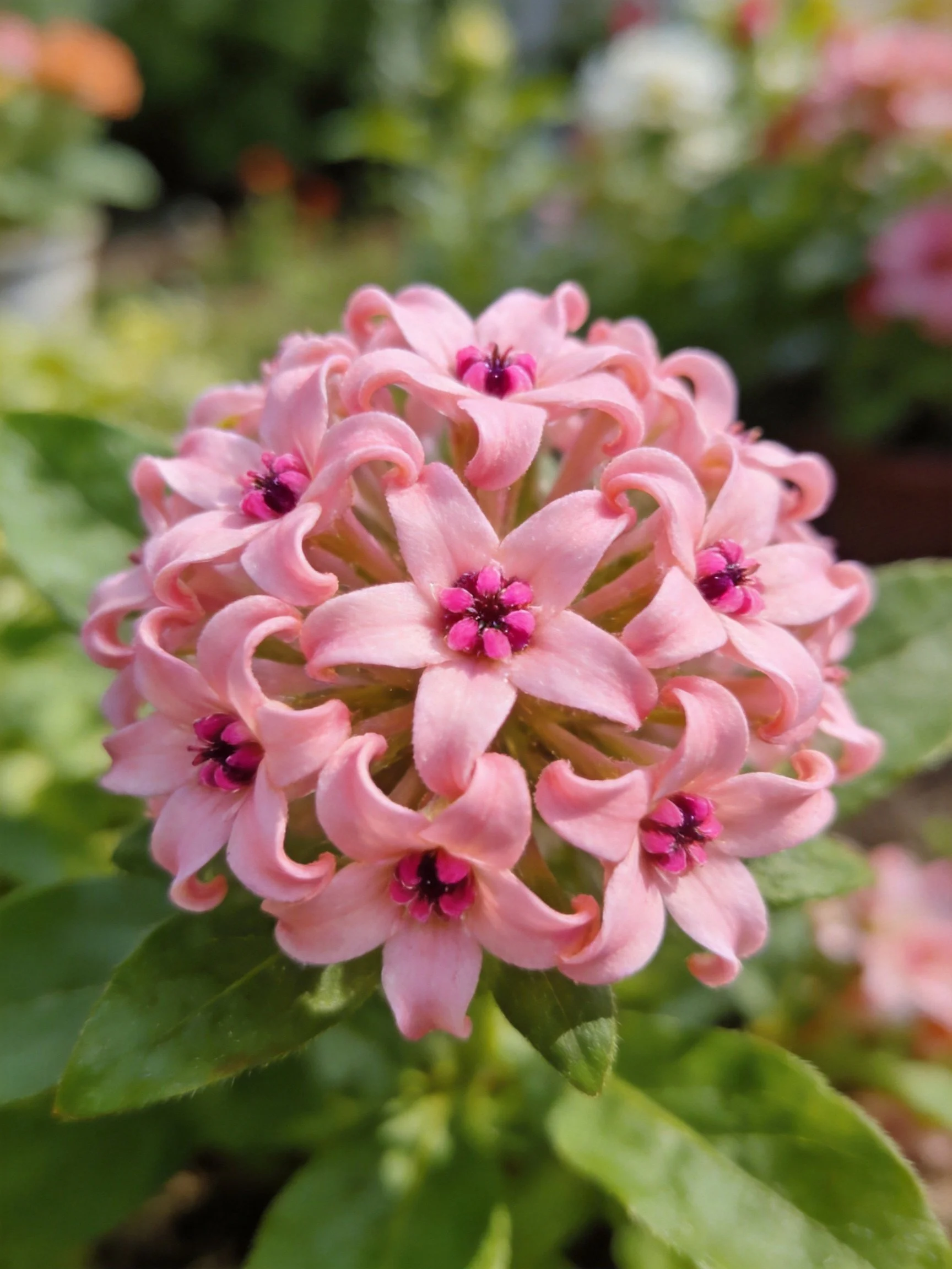 Pink flower cluster with curled petals and dark centers