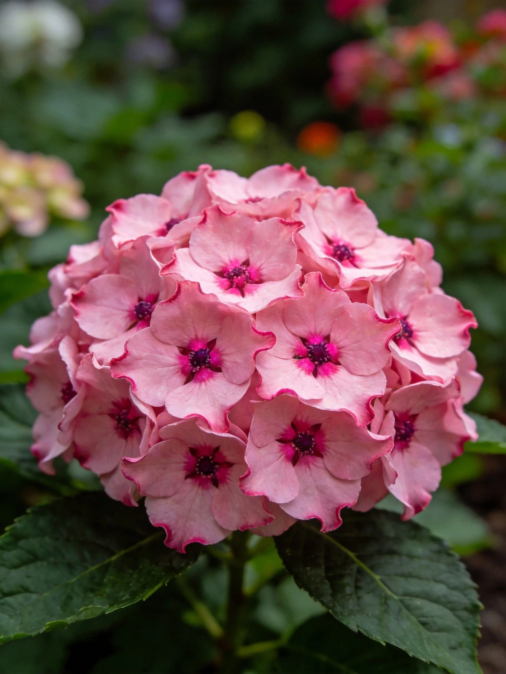 Pink flower cluster with dark centers and green leaves