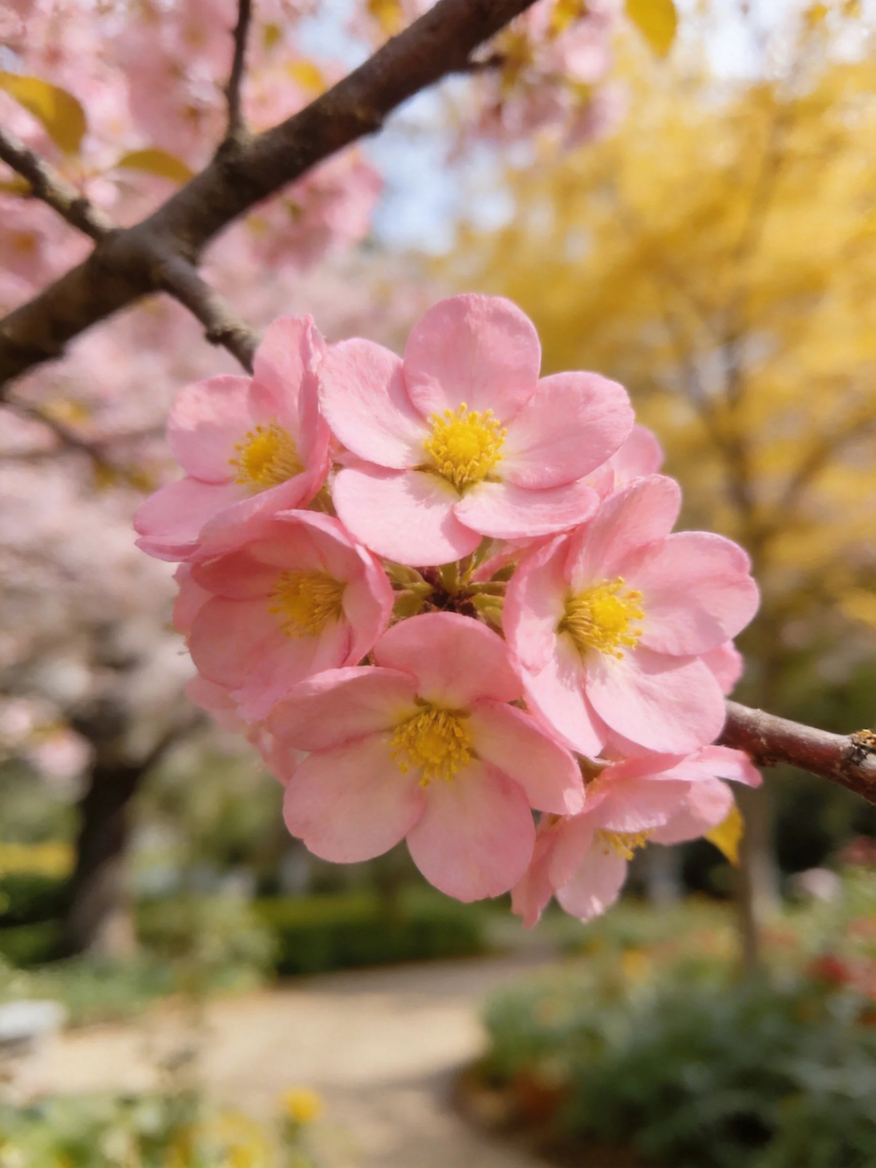Pink flower cluster with yellow centers on a tree branch
