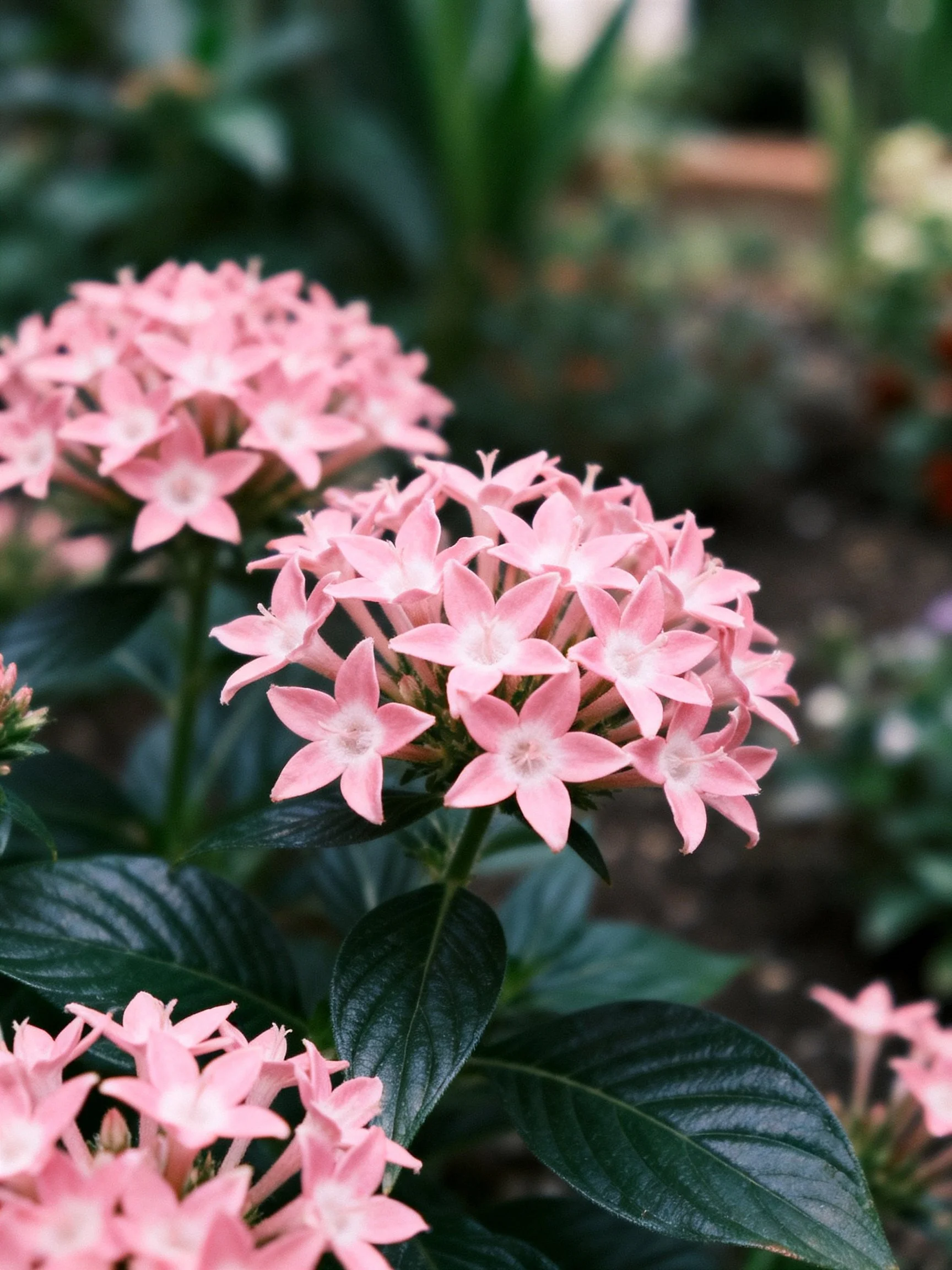 Pink flower clusters with glossy dark green leaves