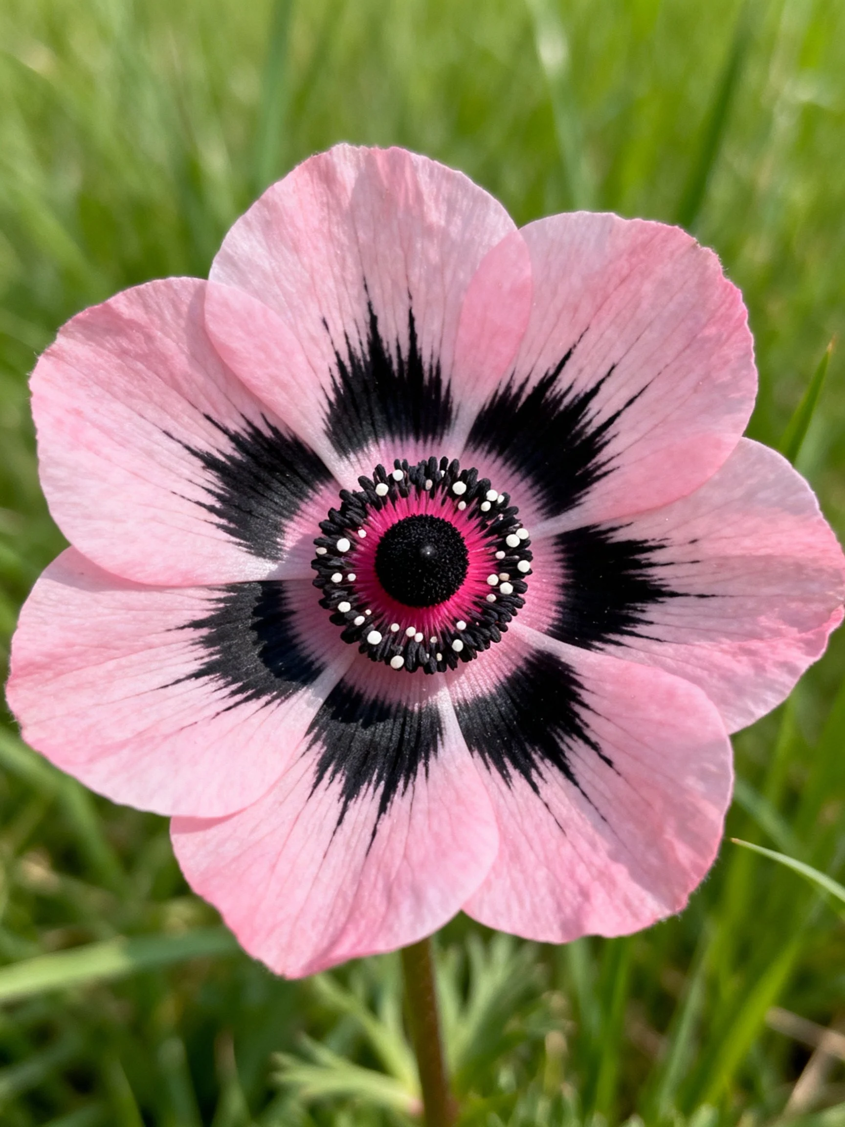 Pink flower with bold black center, six petals, lush green backdrop