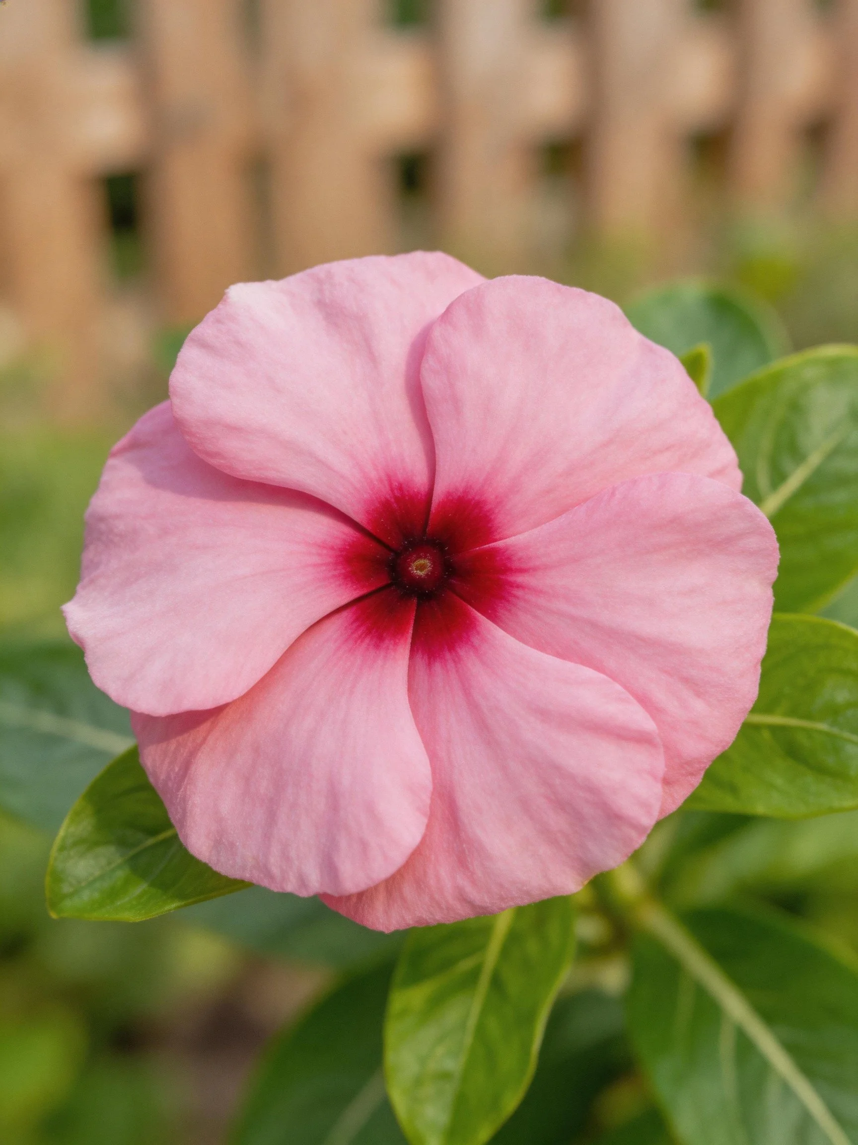 Pink flower with dark center and green foliage near wooden fence