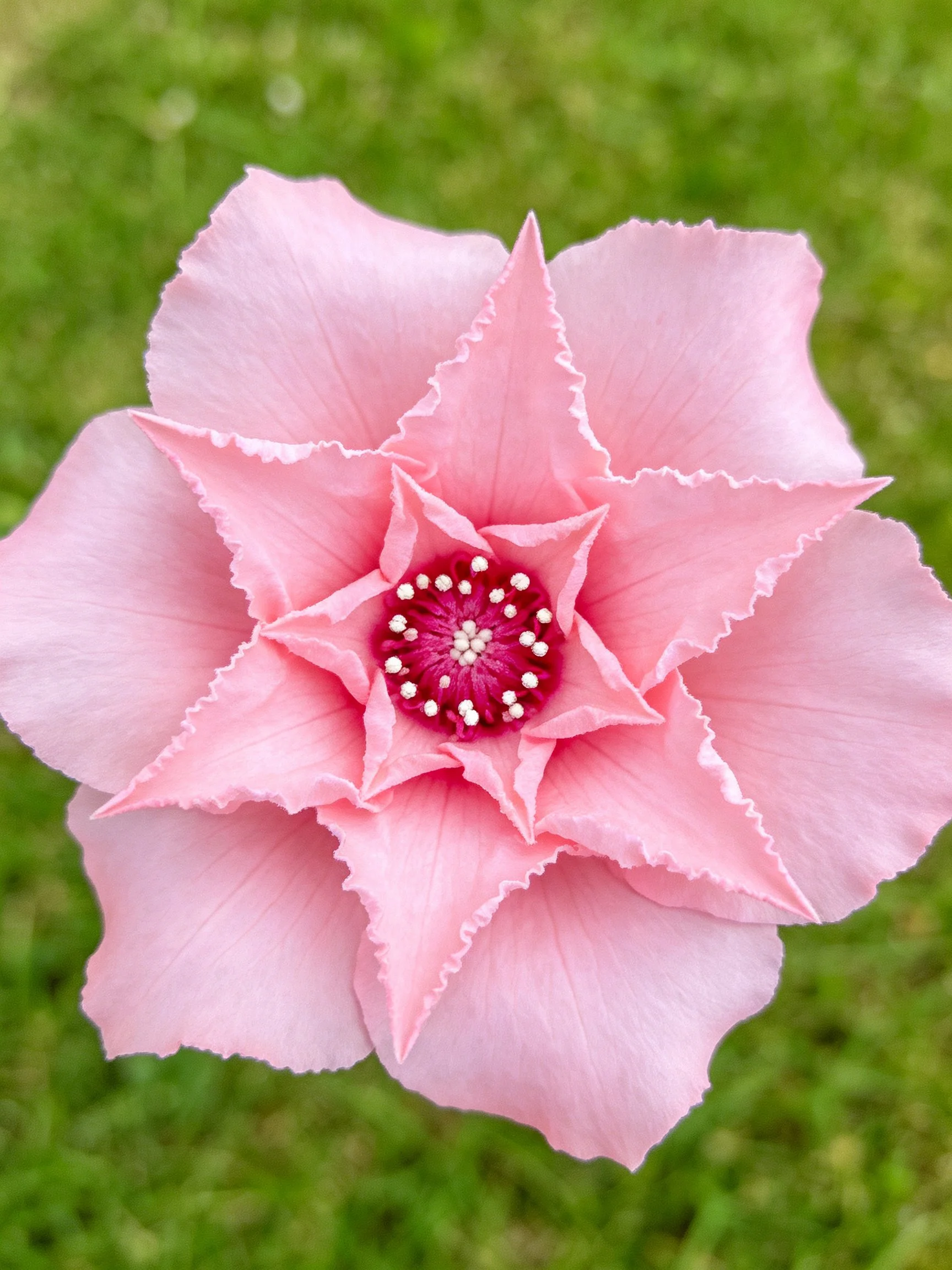 Pink flower with layered petals and central dark disc