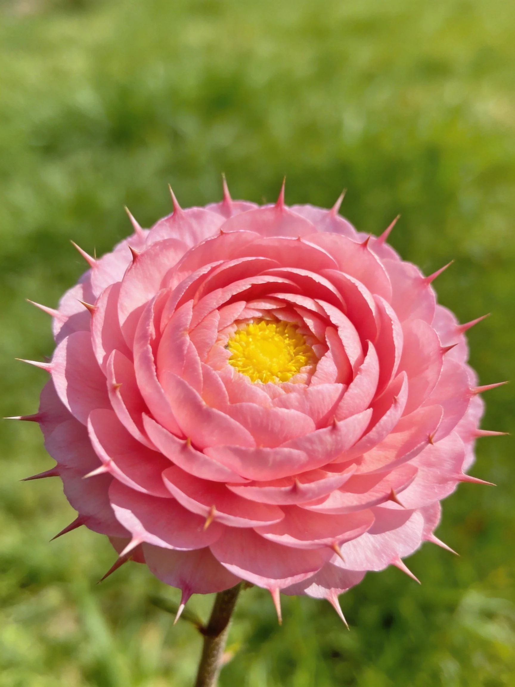 Pink flower with spiky petals and yellow center