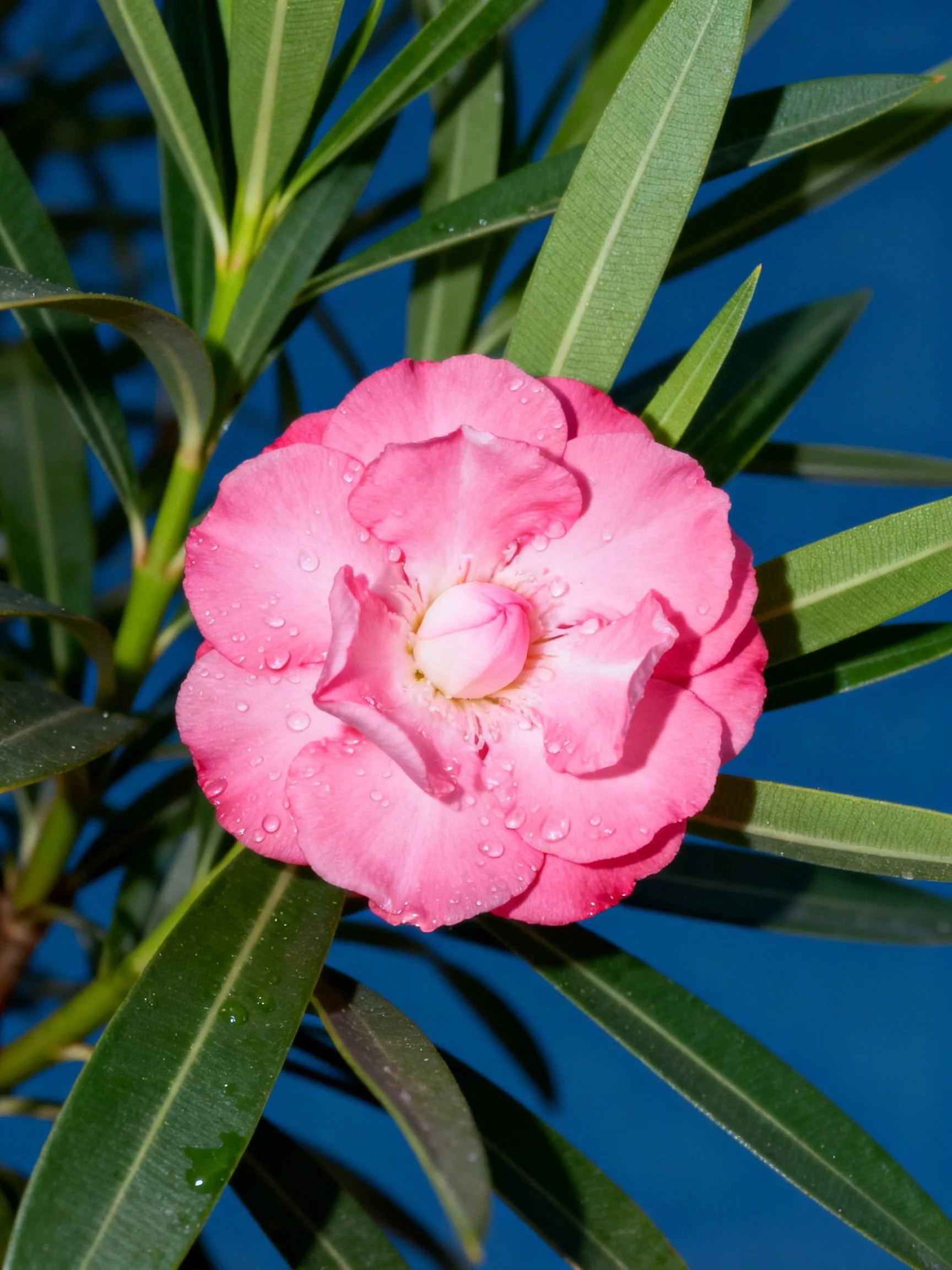 Pink flower with water droplets, elongated green leaves, blue background