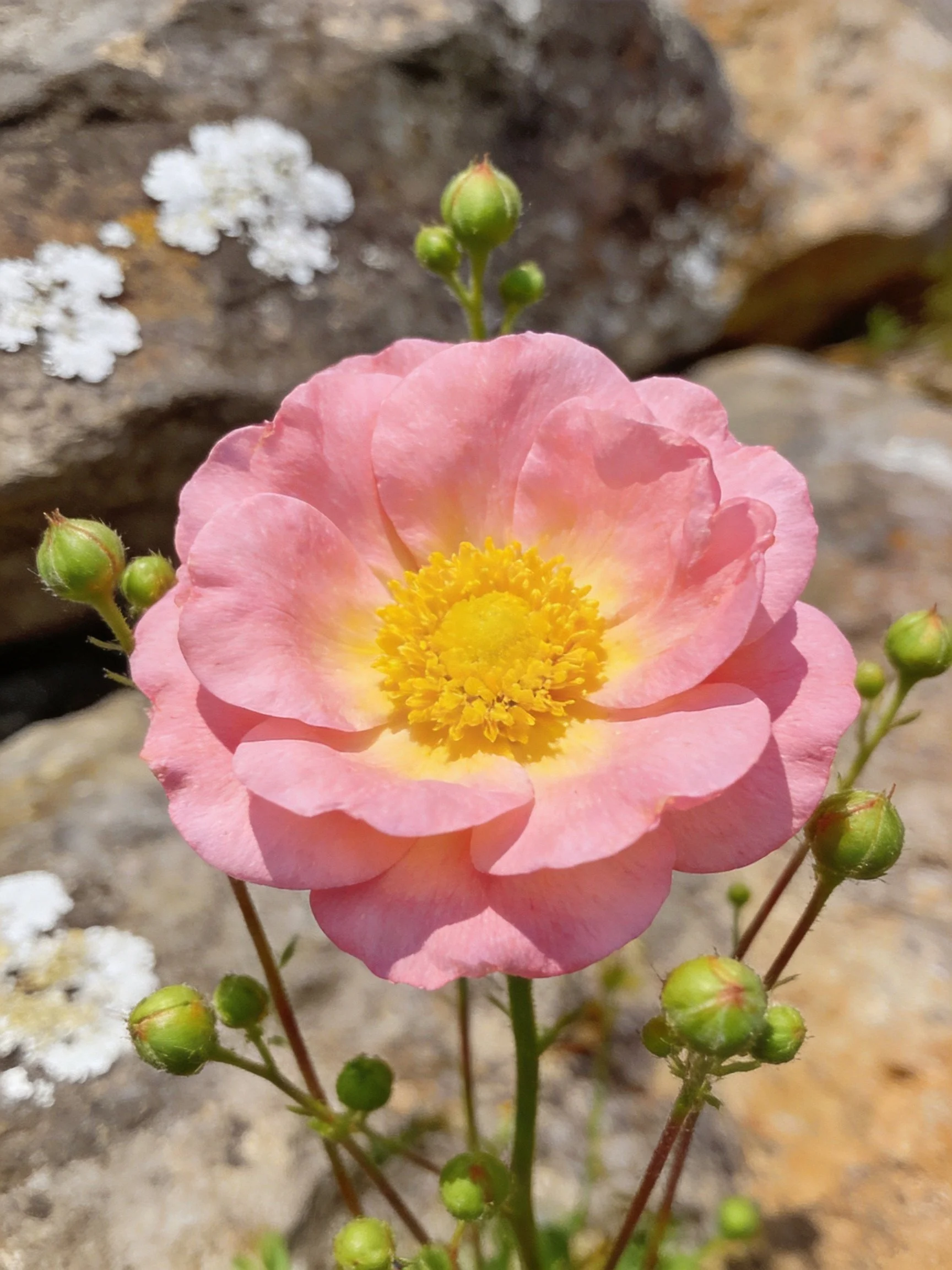 Pink flower with yellow center amid green buds and rocky surroundings