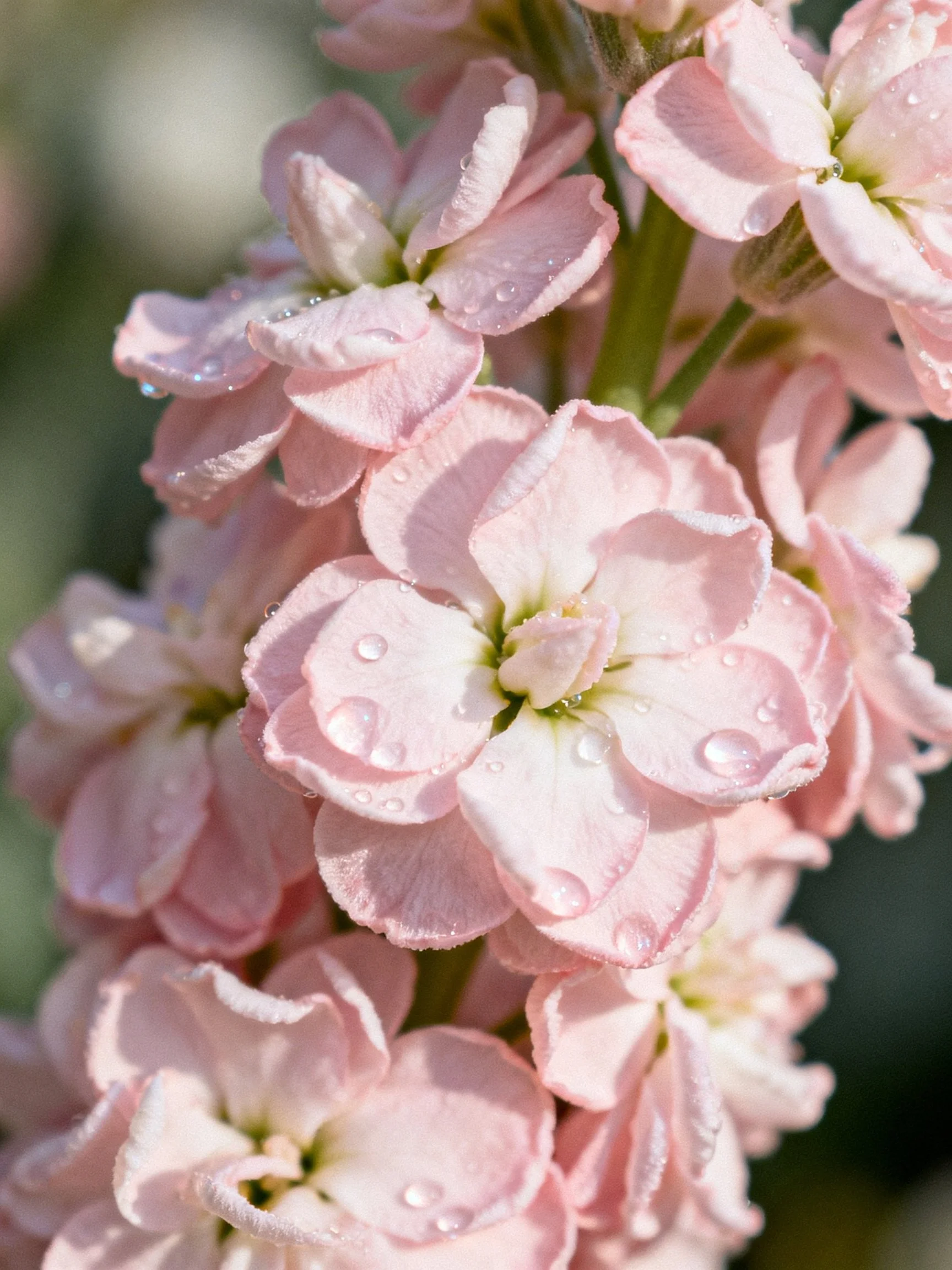 Pink flowers clustered with water droplets on soft petals