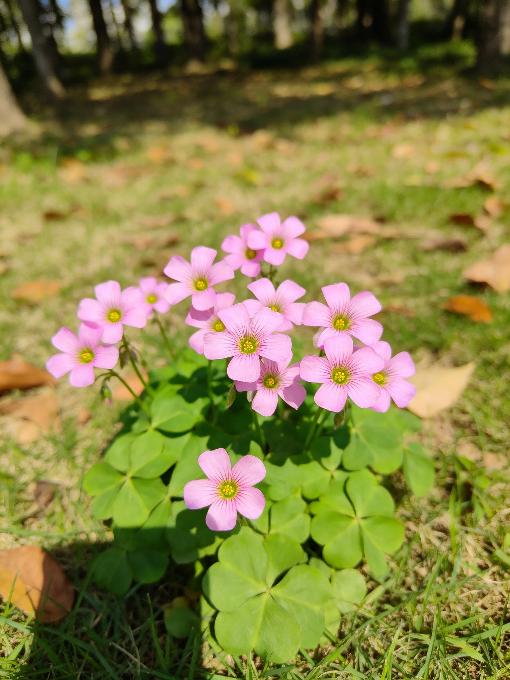 Pink flowers with clover leaves bloom in a sun-dappled grassy space
