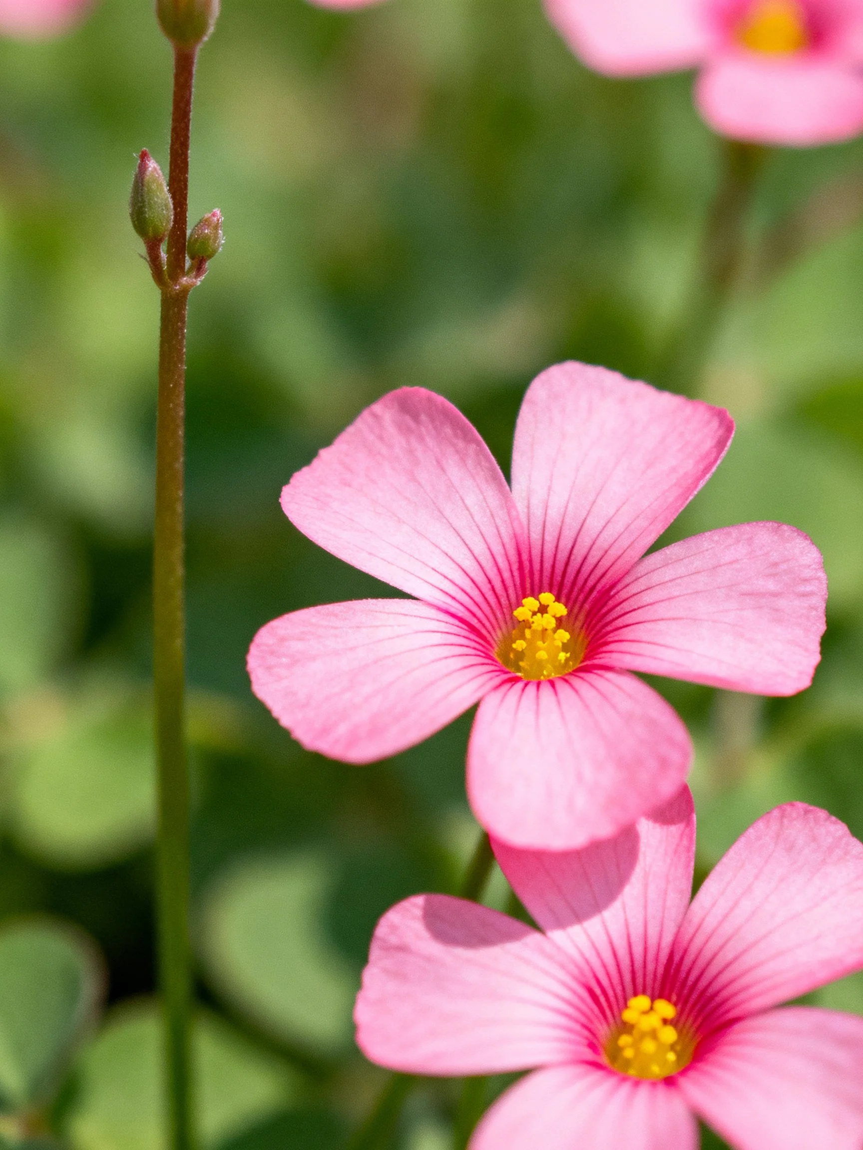 Pink flowers with yellow centers among green foliage and flower buds