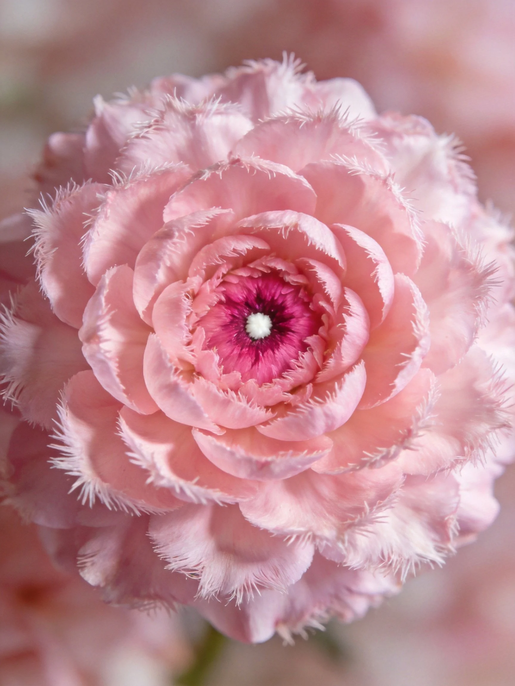 Pink fringed flower with layered petals and magenta center