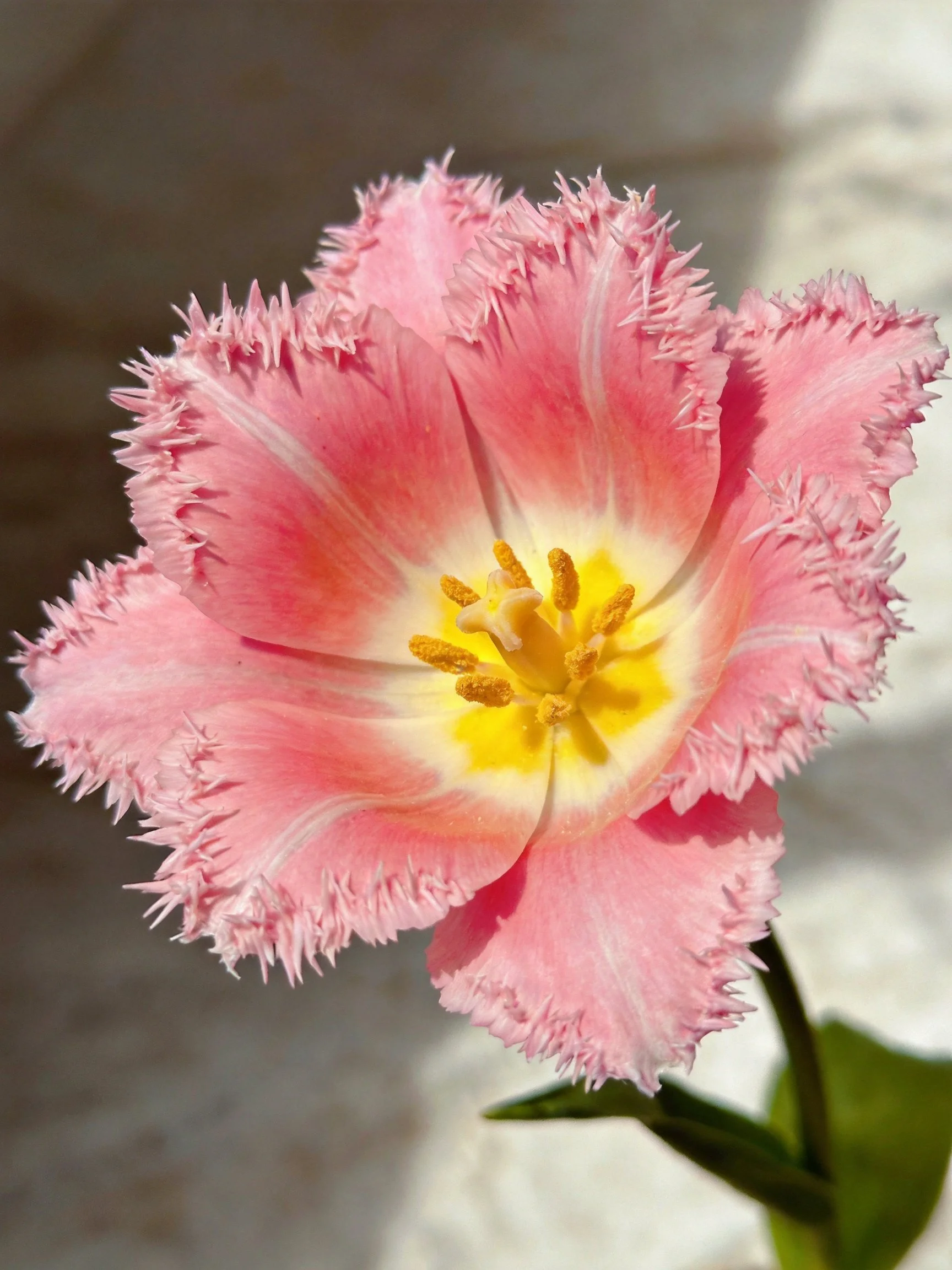 Pink fringed tulip with vibrant yellow center