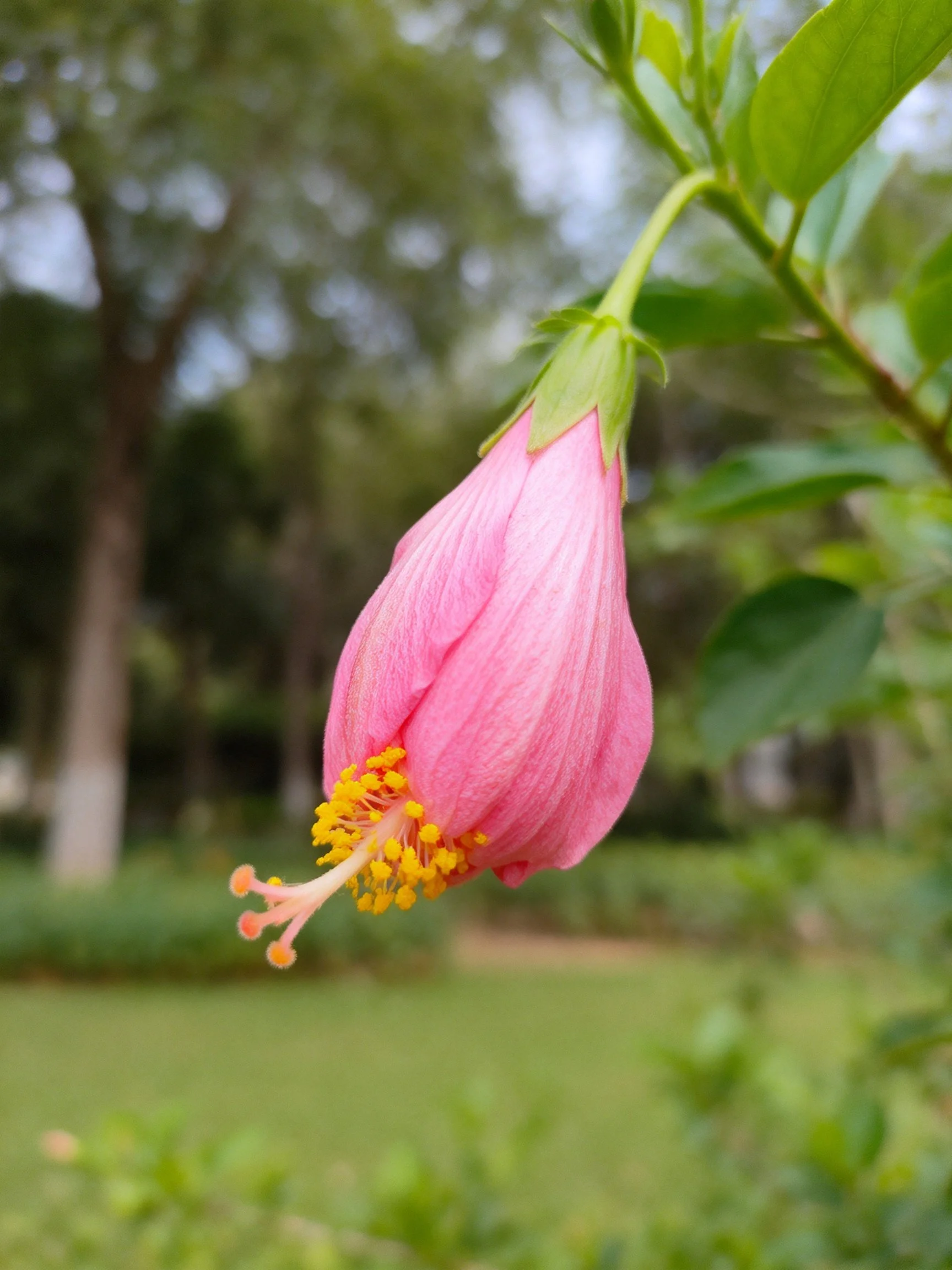 Pink hibiscus bud with yellow stamens in a green park setting