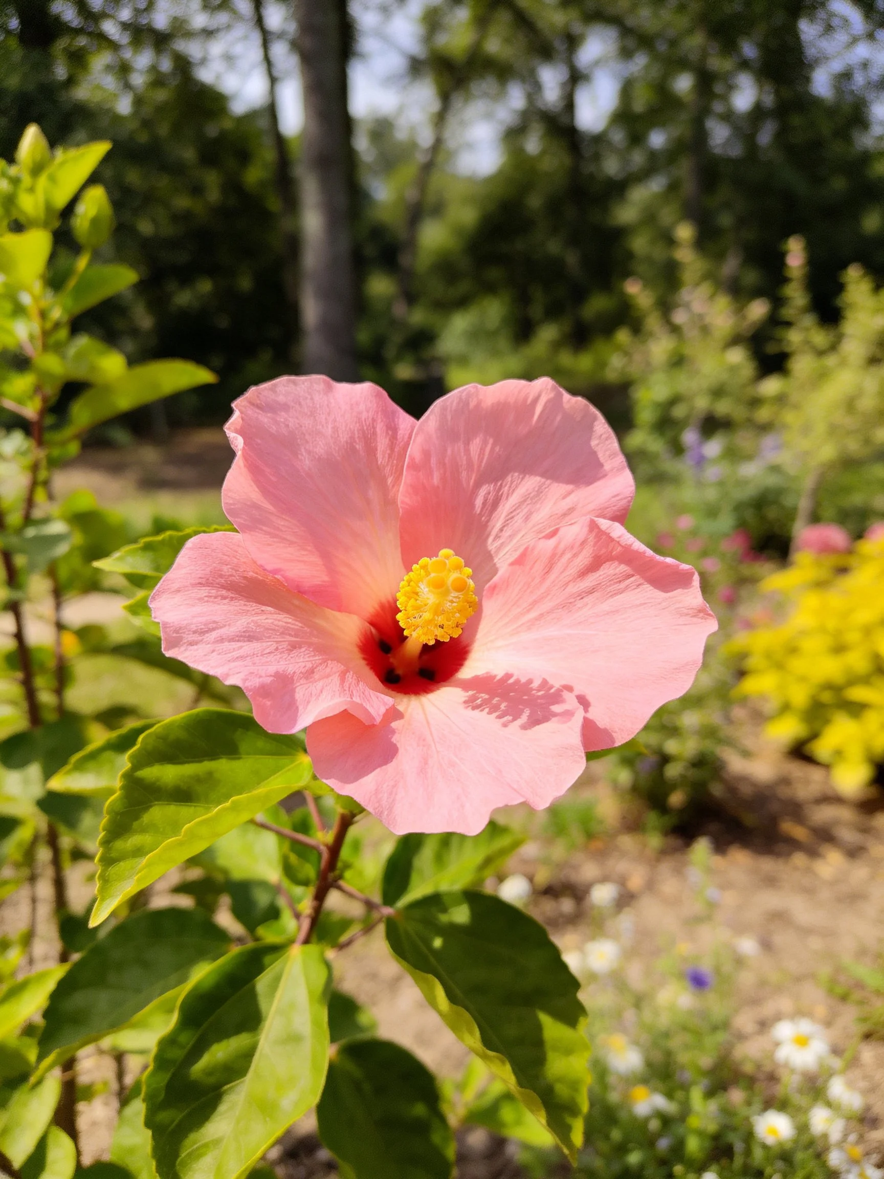 Pink hibiscus flower blooms in sunlit garden