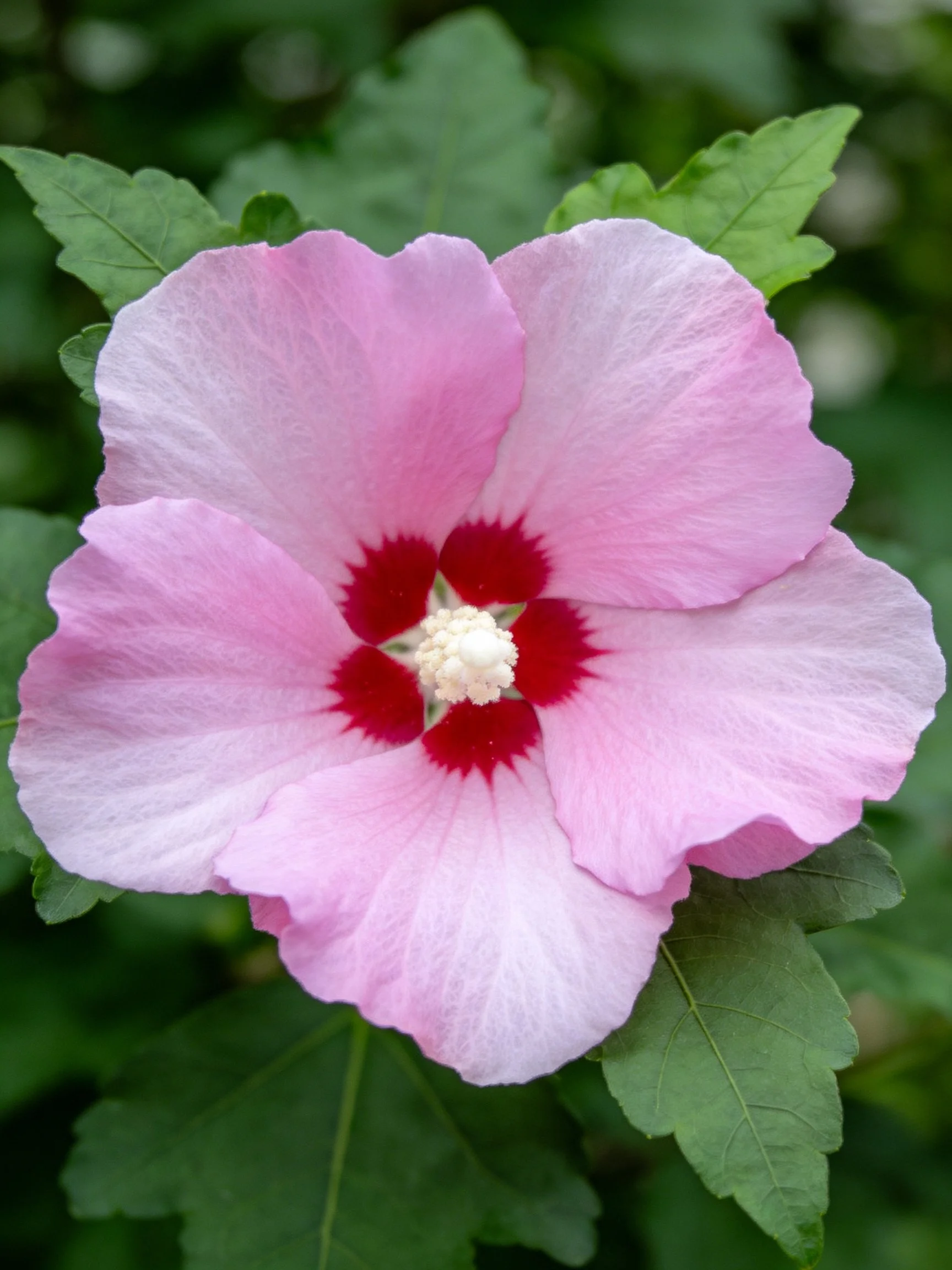 Pink hibiscus flower with red center and green leaves