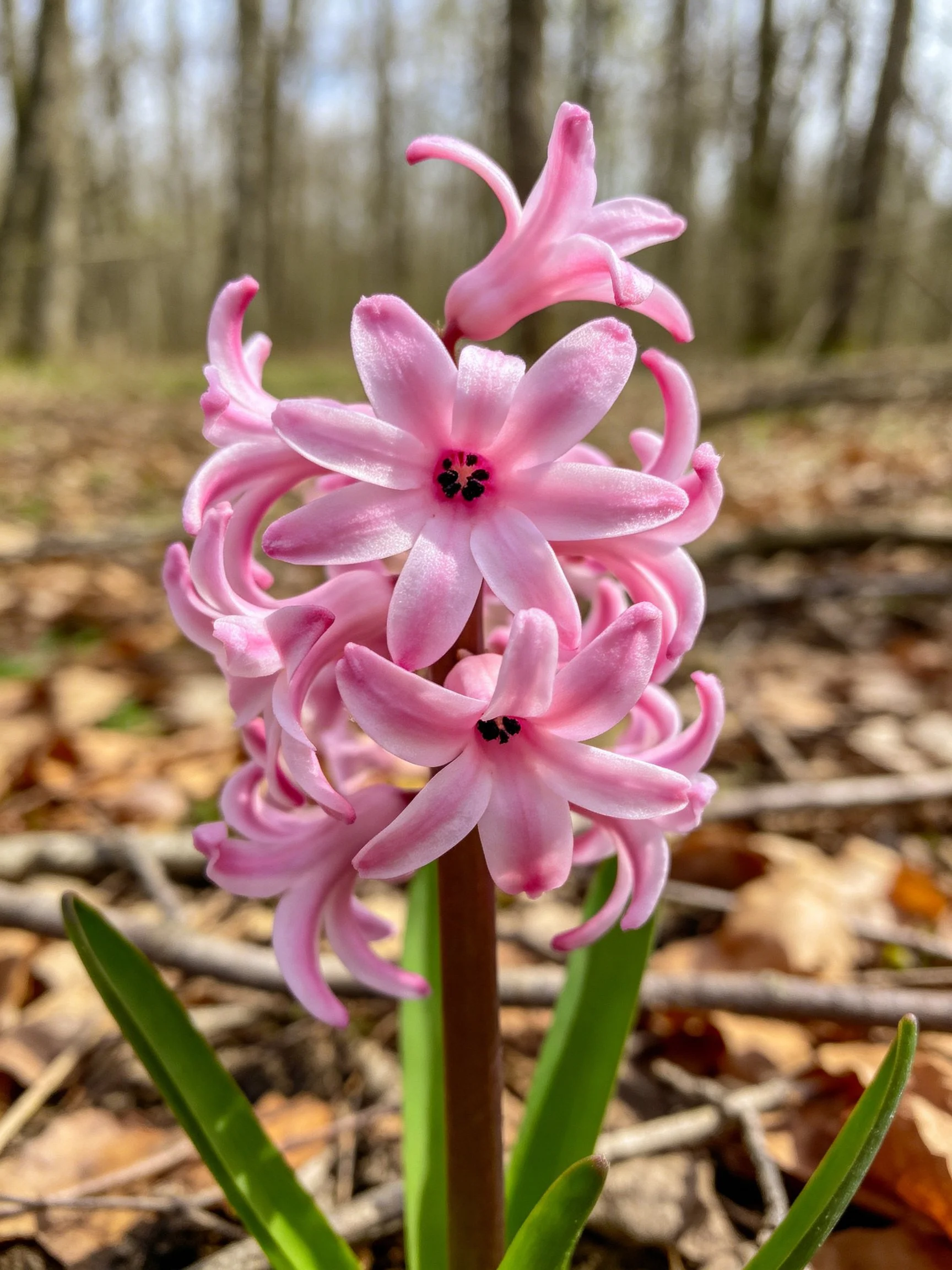 Pink hyacinth flowers clustered near dry leaves and trees