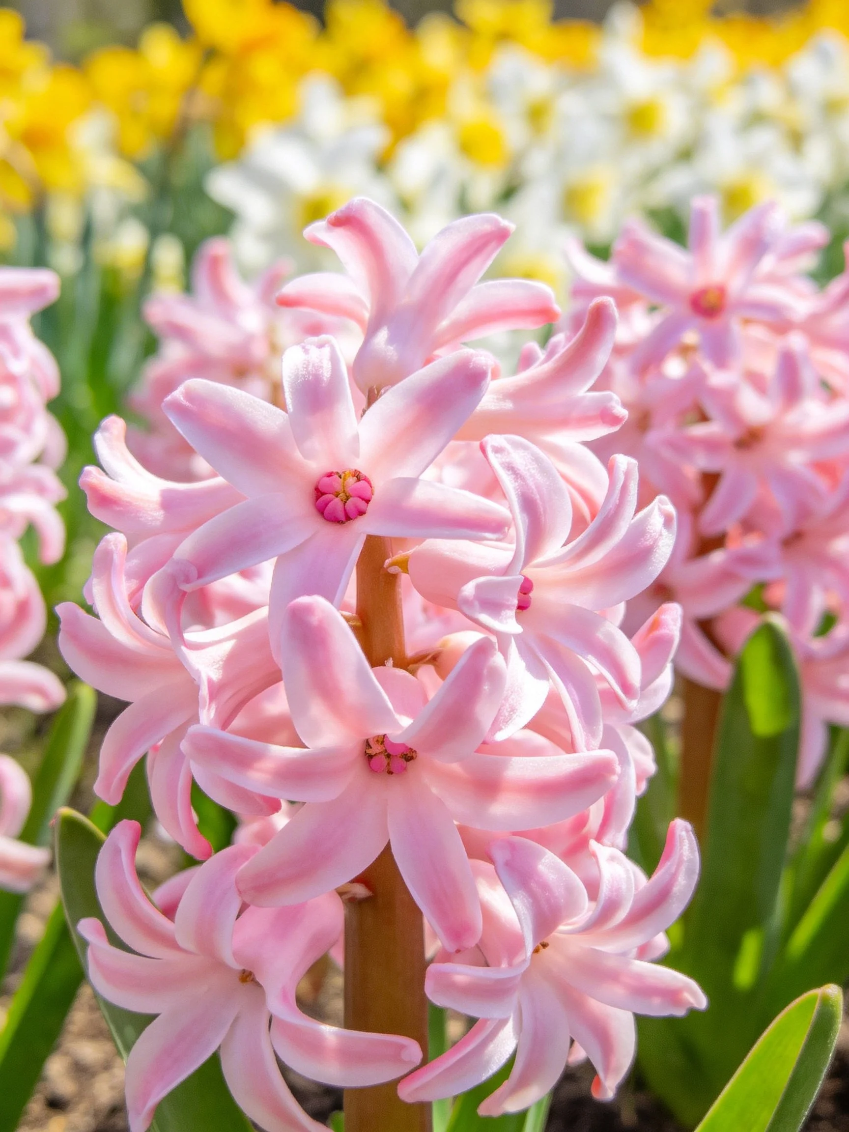 Pink hyacinths bloom vibrantly amid yellow and white flowers