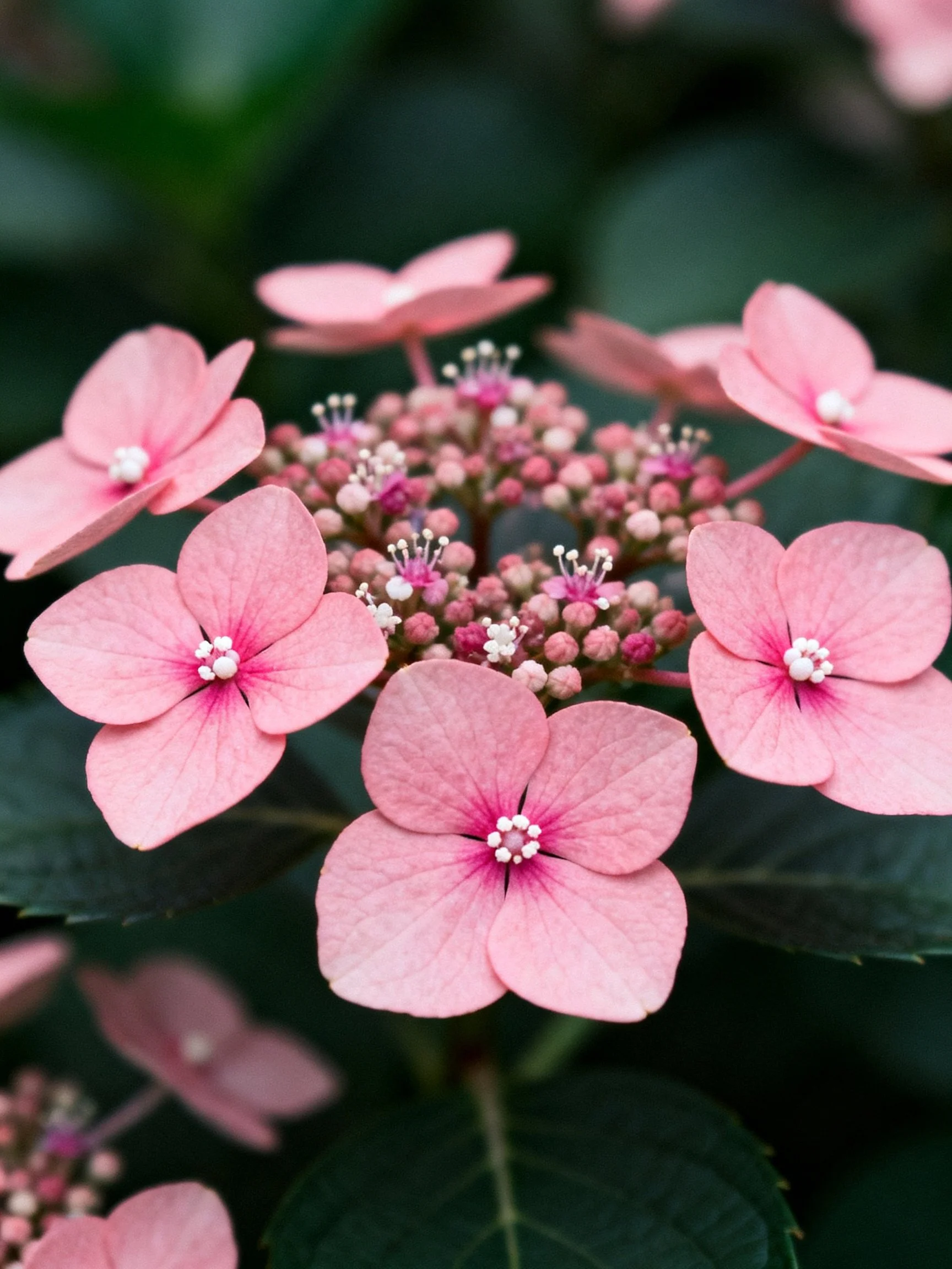 Pink hydrangea blooms with clustered buds and dark green foliage