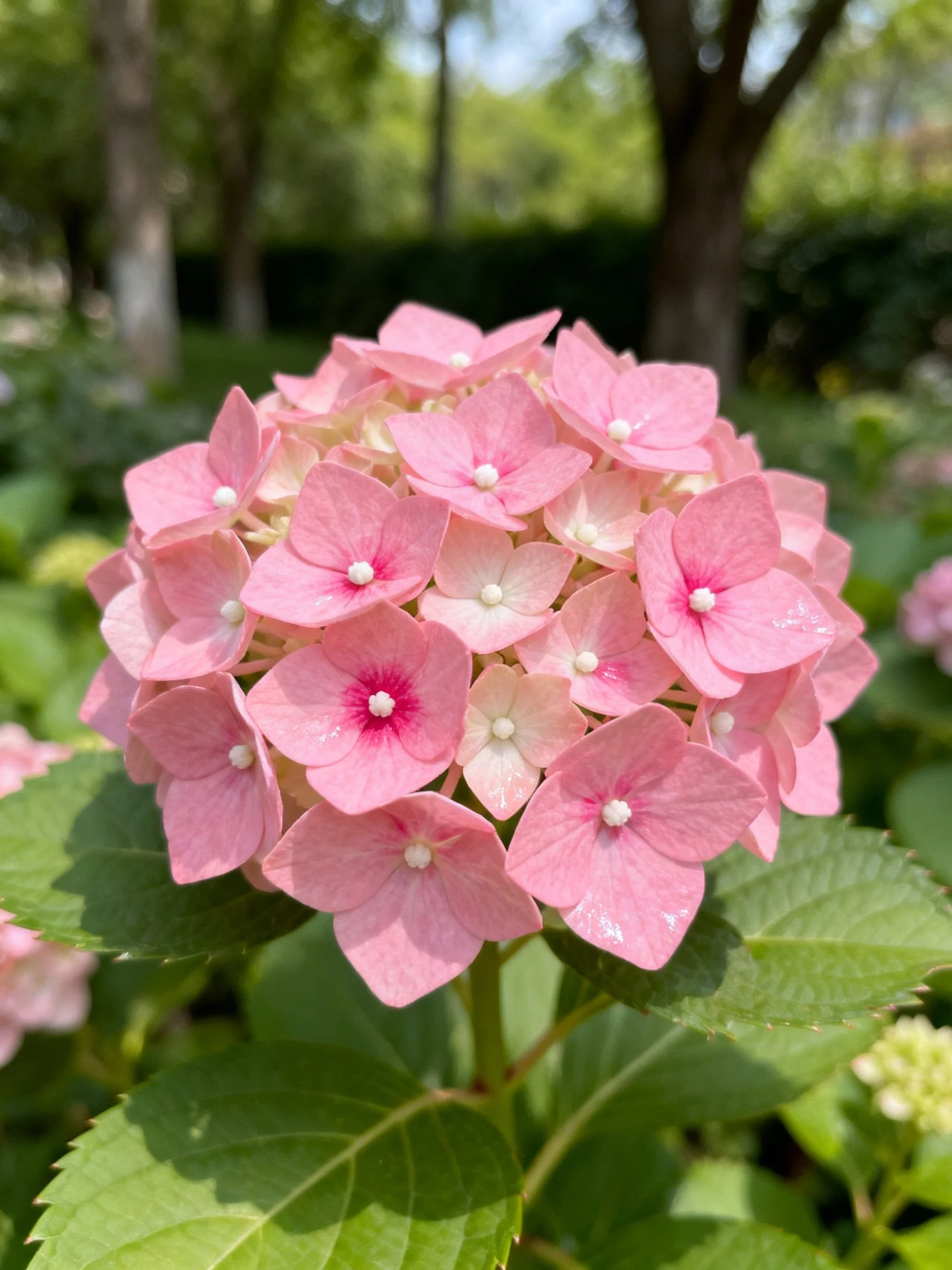 Pink hydrangea blooms with green foliage in a sunlit outdoor setting