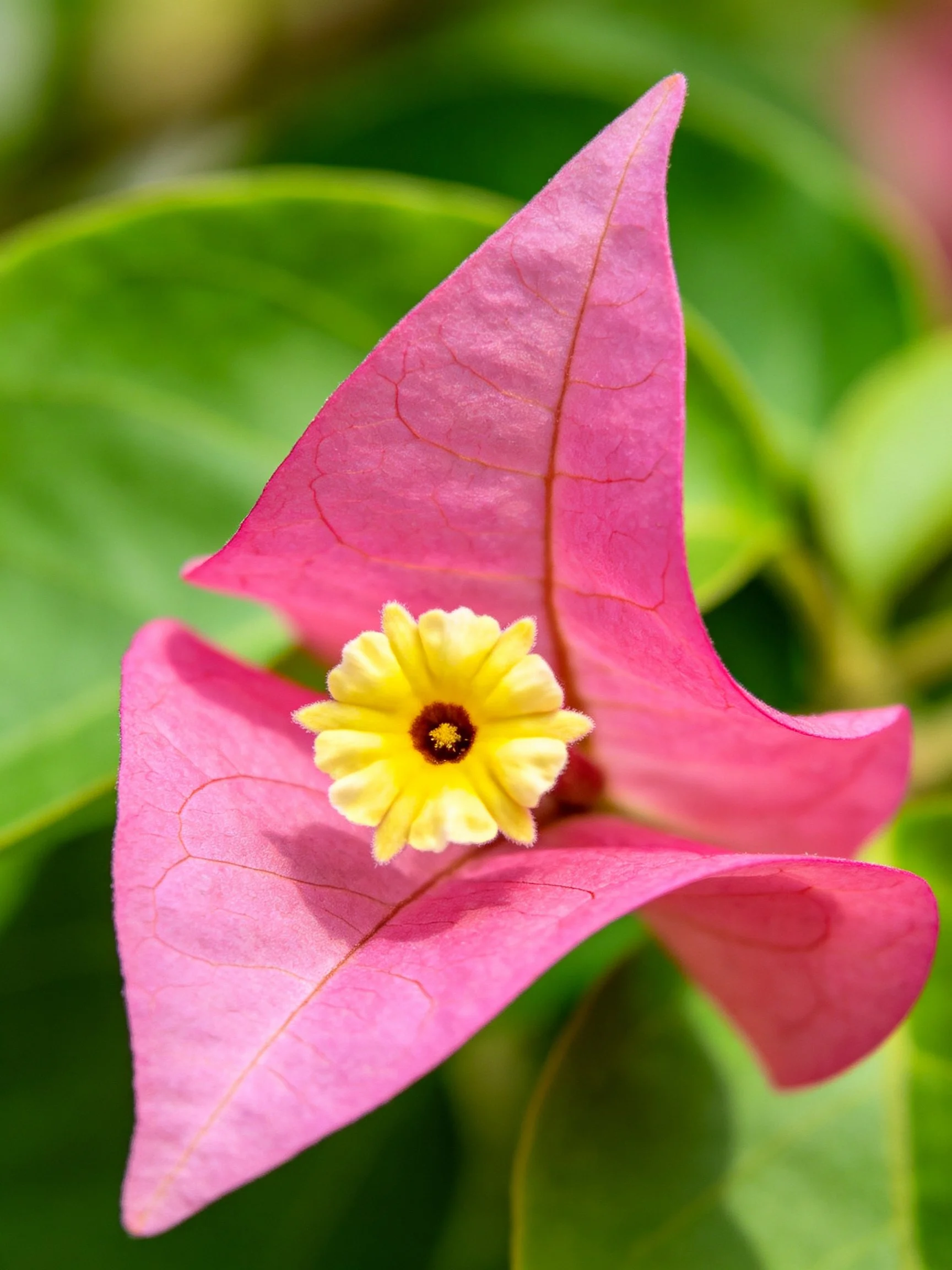 Pink leaf - shaped petals surround a yellow central flower
