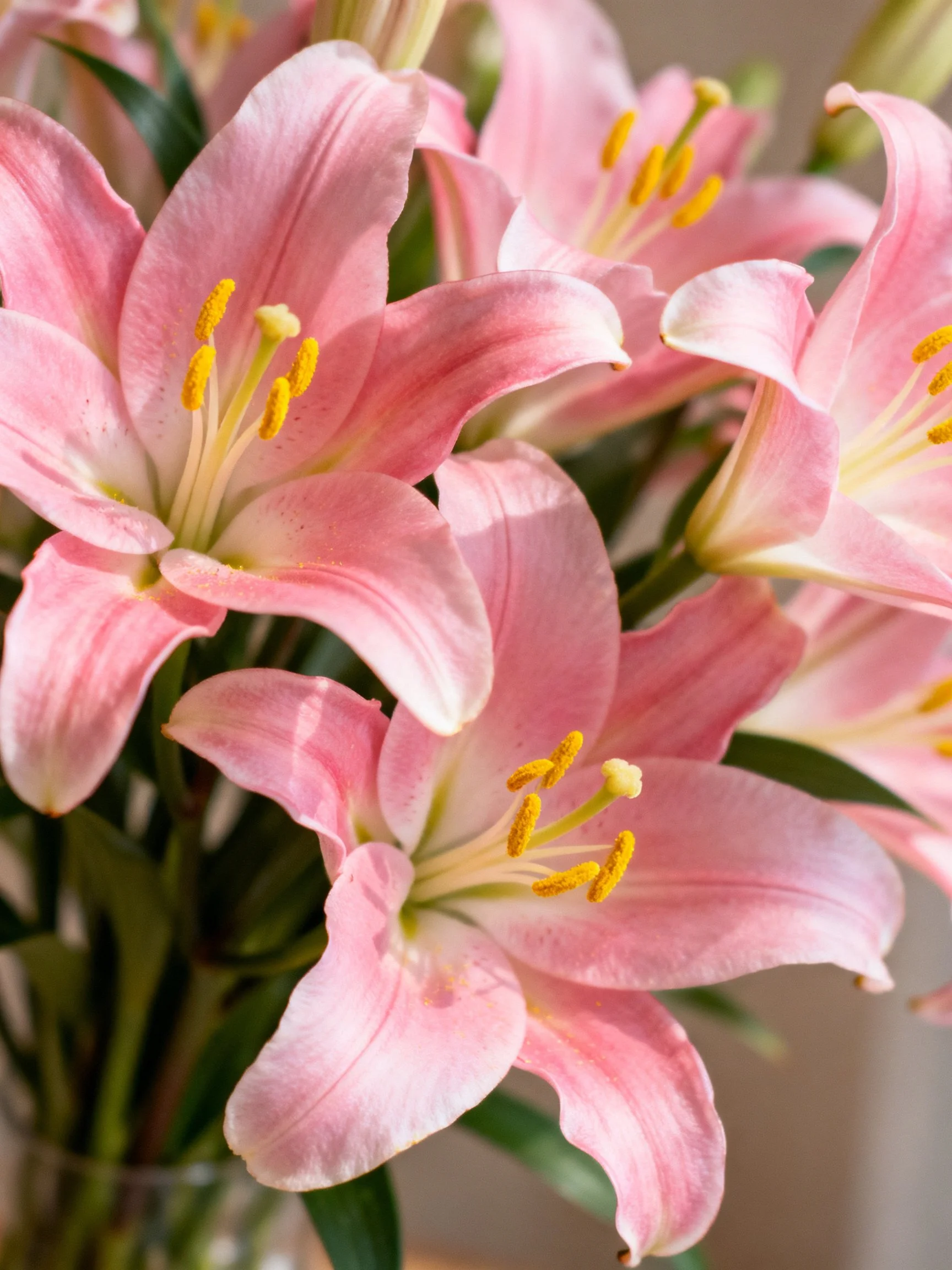 Pink lilies in full bloom with yellow stamens