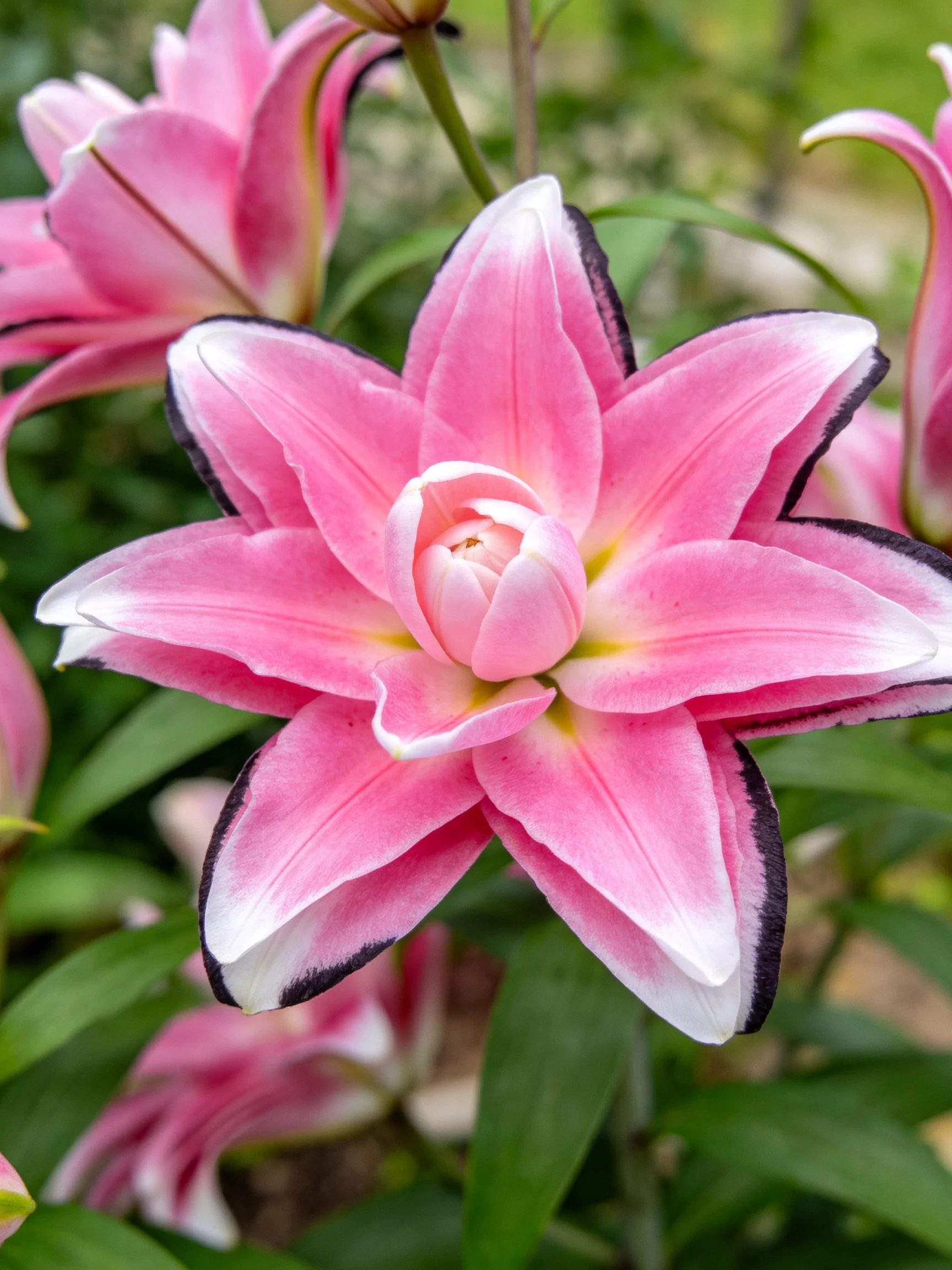 Pink lilies with dark-edged petals bloom among green foliage