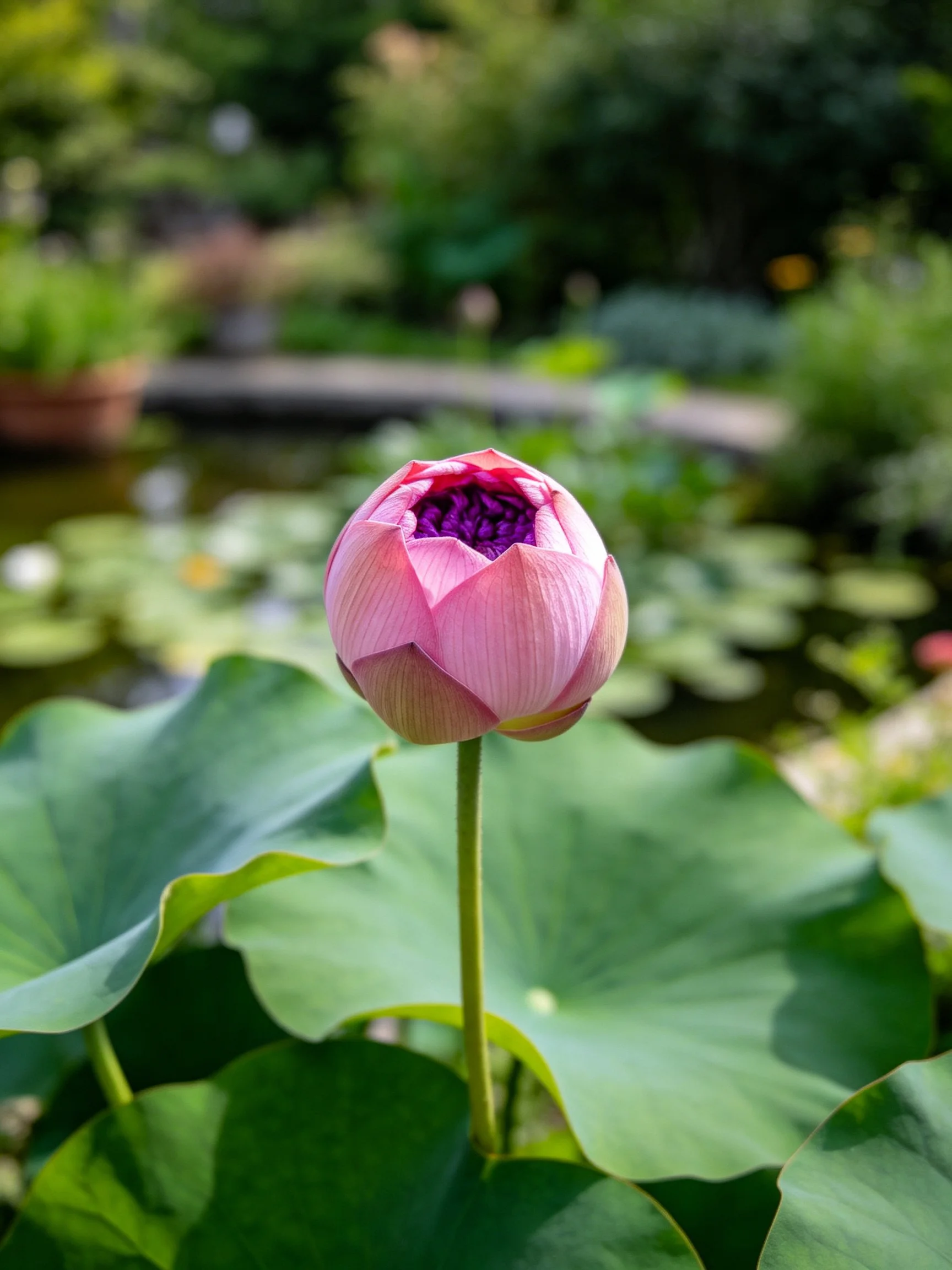 Pink lotus bud among broad green leaves by a pond