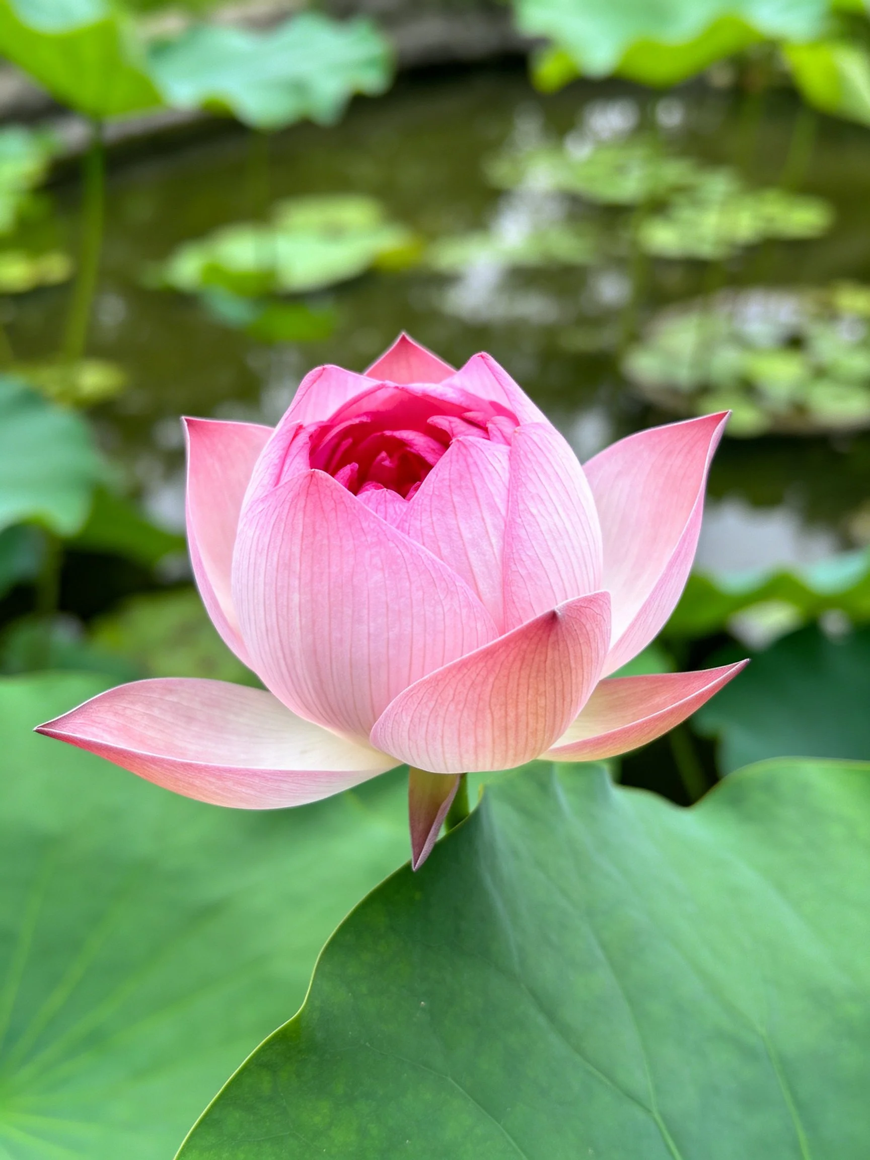 Pink lotus bud blooming near broad green leaves