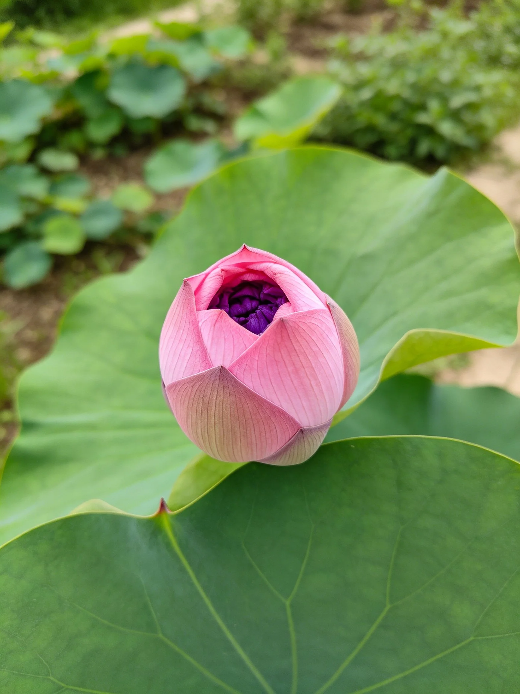 Pink lotus bud nestled among large green leaves