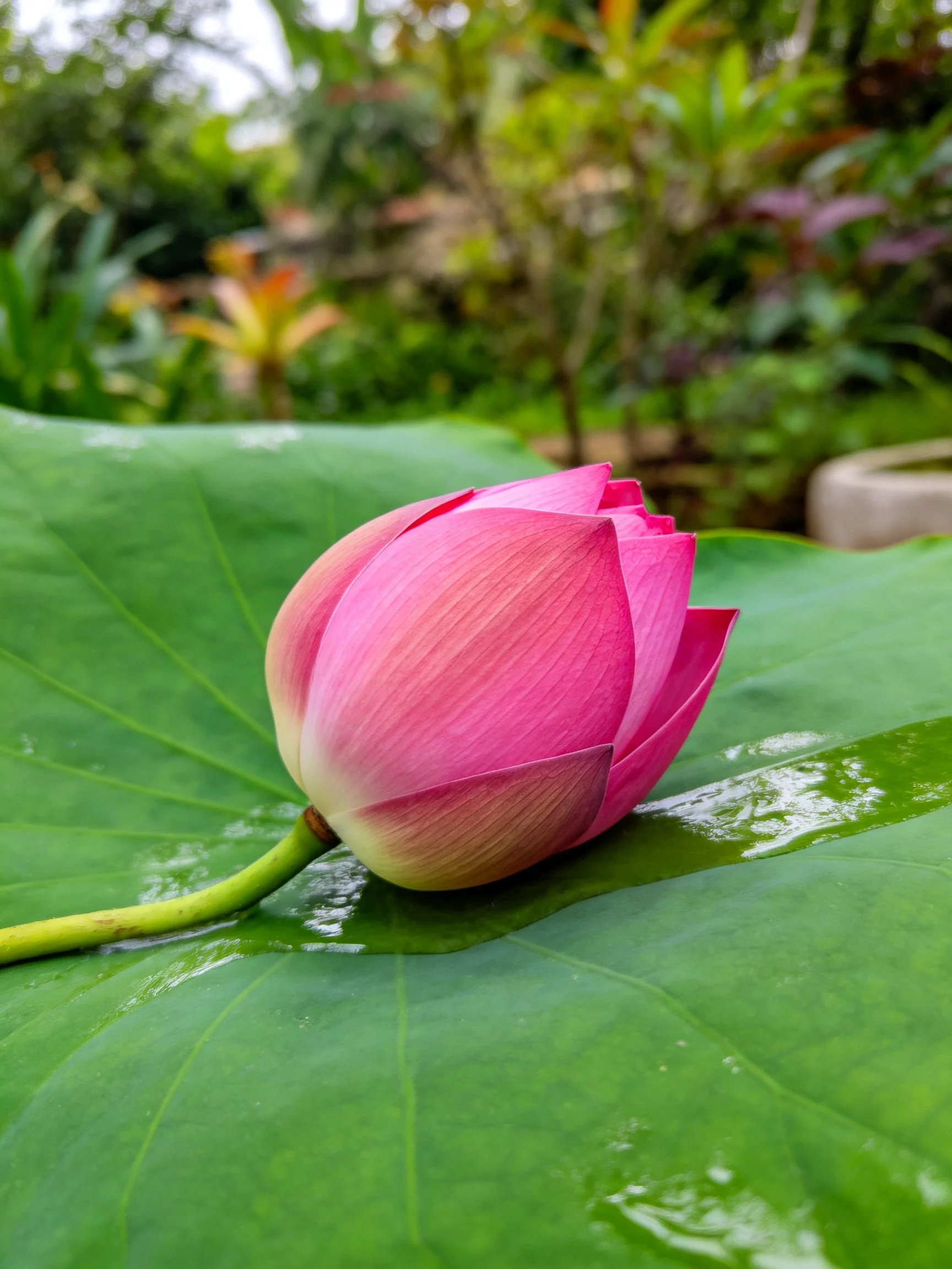 Pink lotus bud resting on large green leaf in lush garden