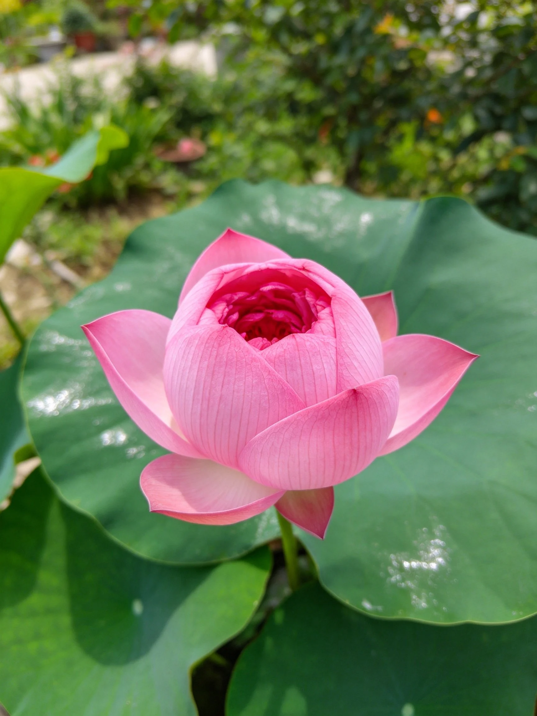 Pink lotus bud with broad green leaves