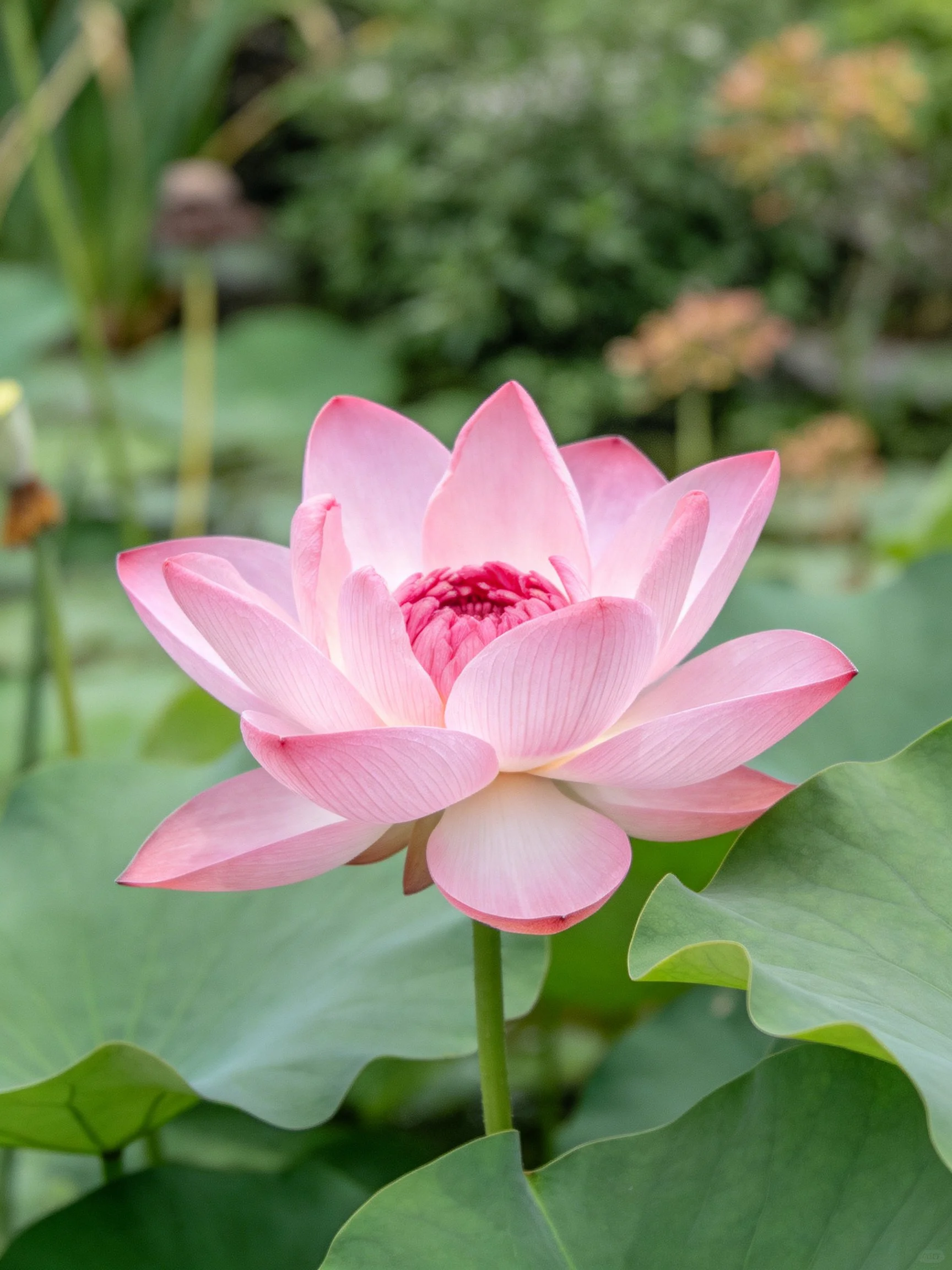Pink lotus flower blooming amid broad green leaves