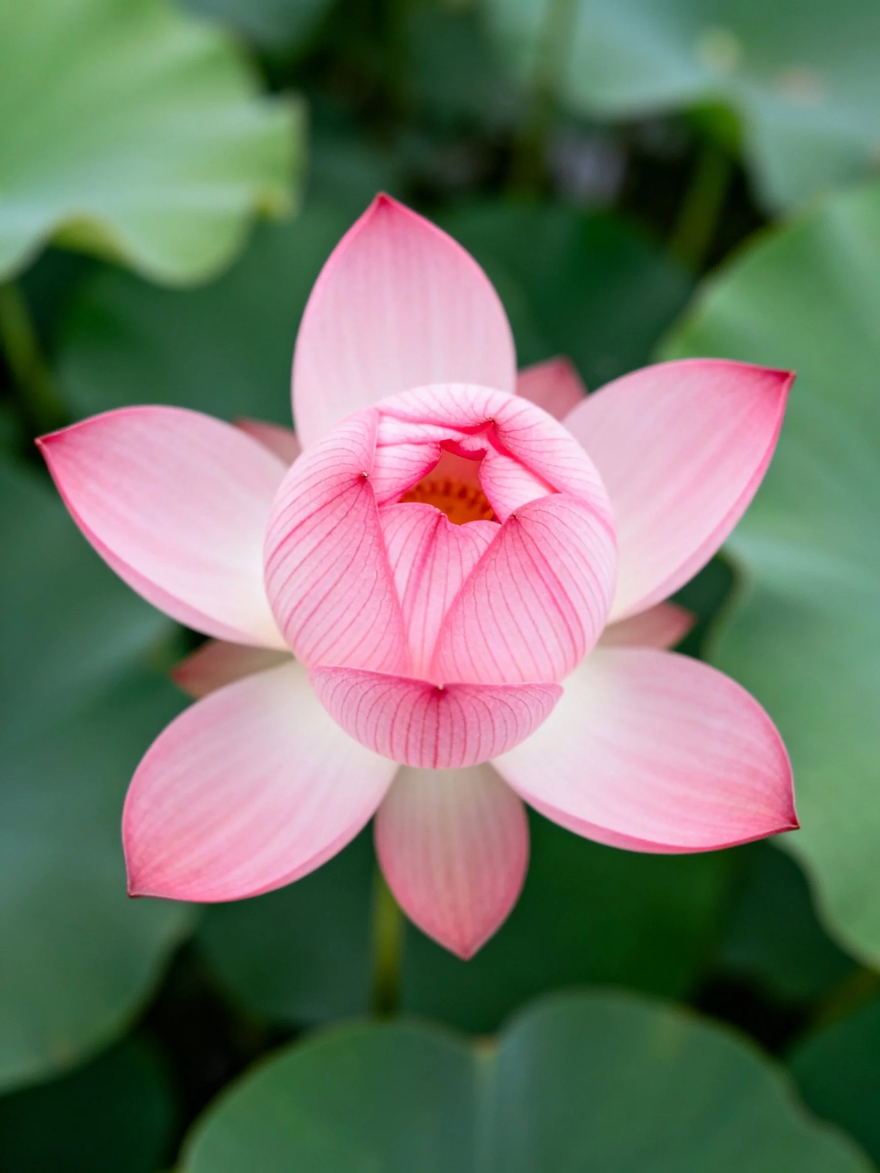 Pink lotus flower blooming near large green leaves