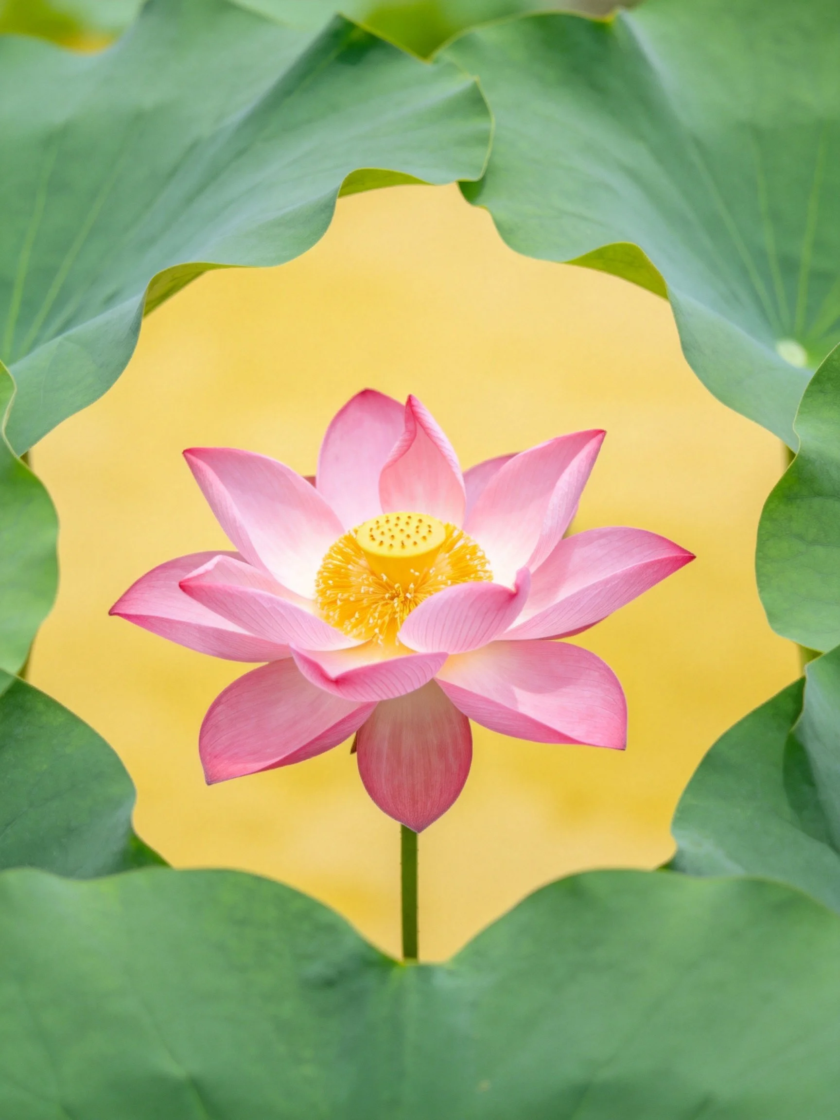 Pink lotus flower framed by green leaves on yellow backdrop