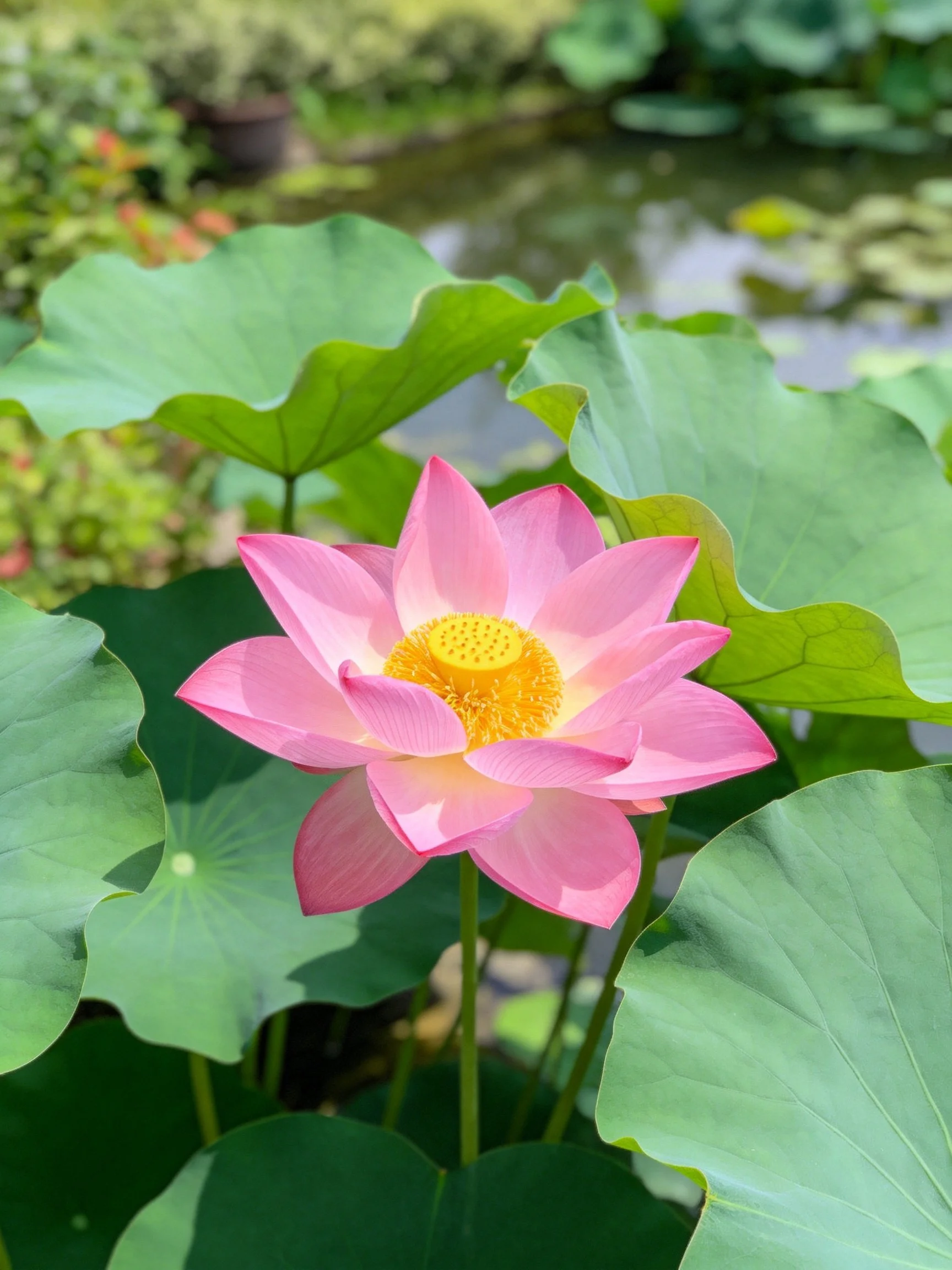 Pink lotus flower with broad green leaves near water