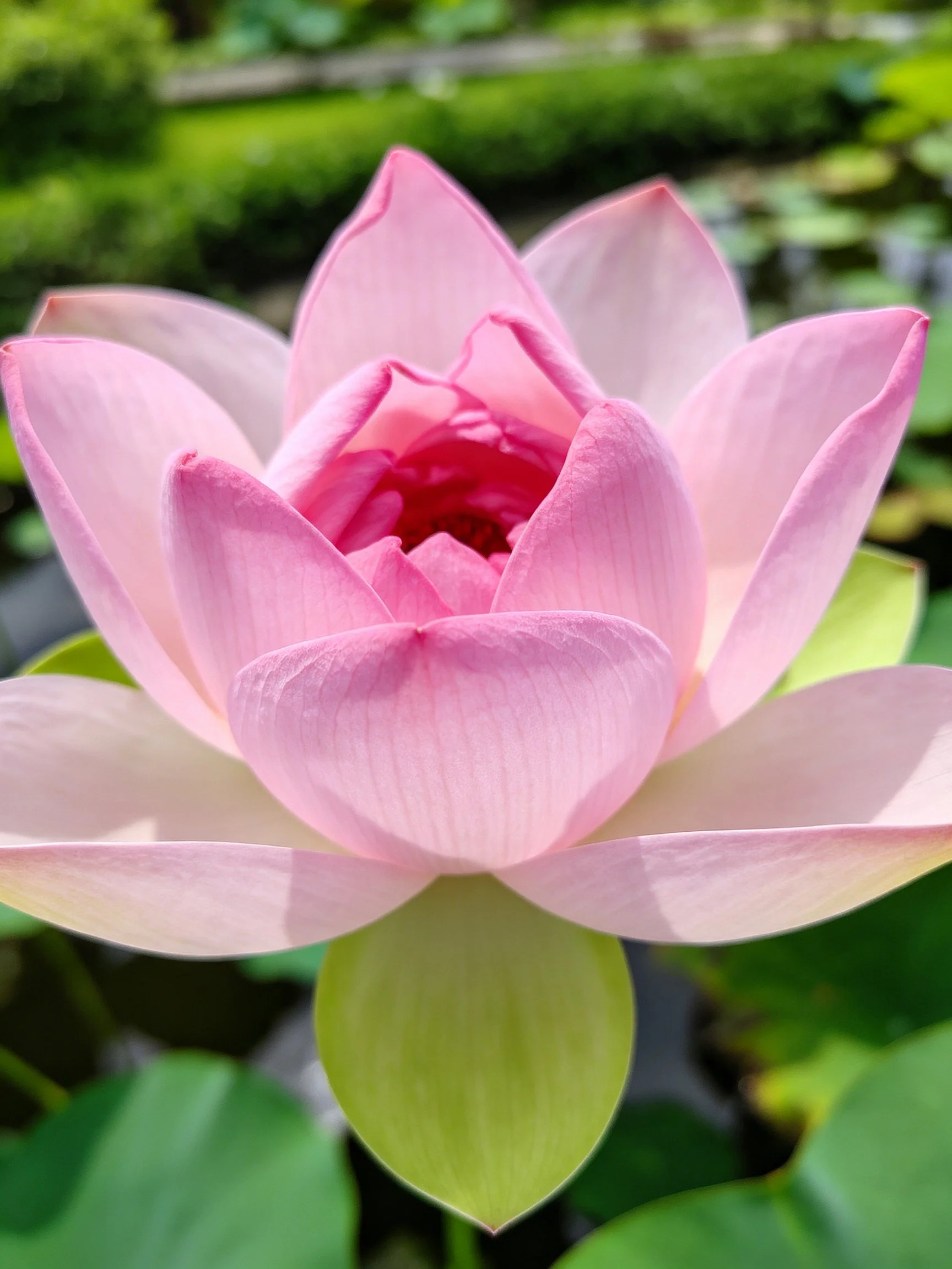 Pink lotus flower with layered petals in a garden