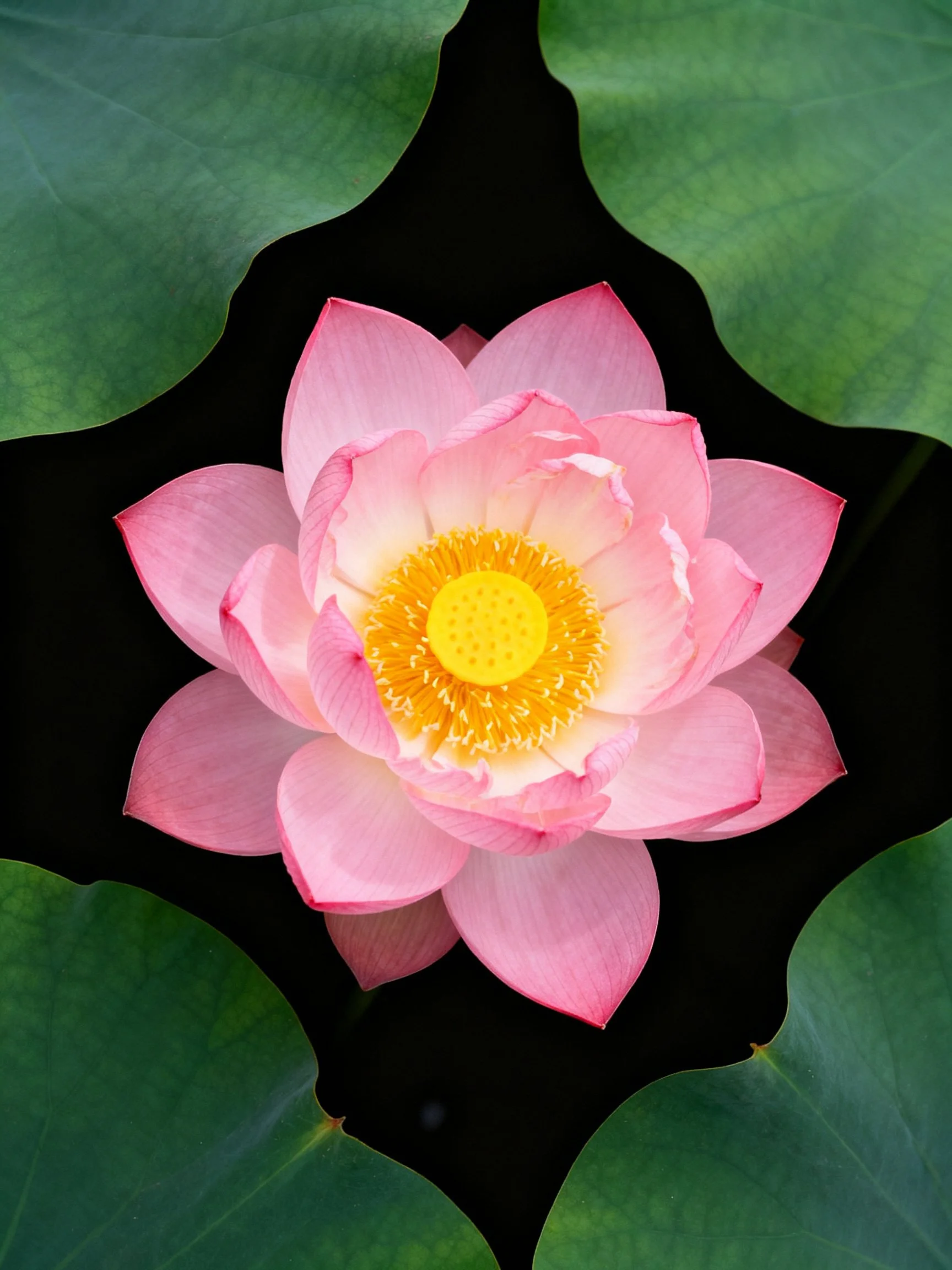 Pink lotus flower with yellow center amid large green leaves